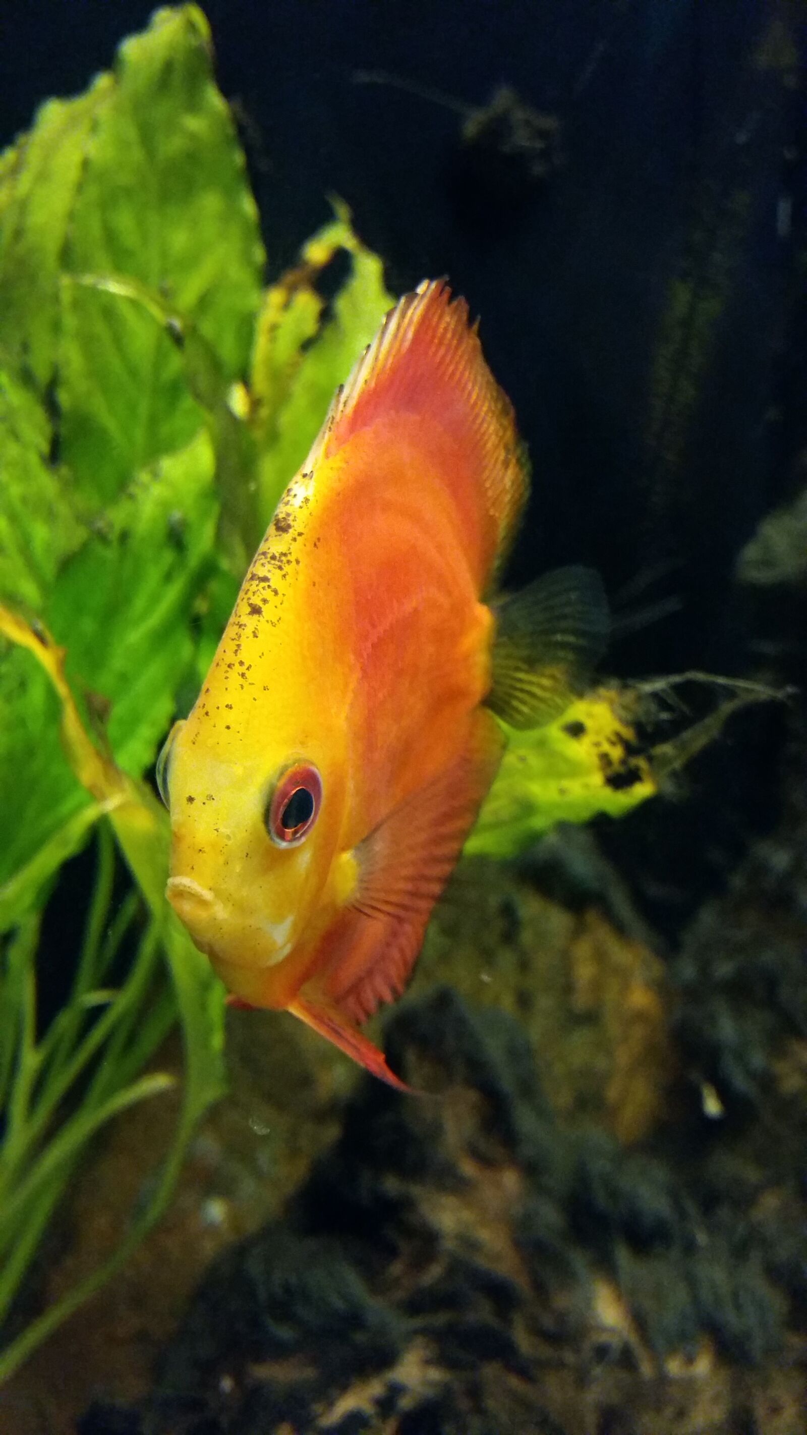 Samsung Galaxy A5 sample photo. Fish tank, fish, yellow photography