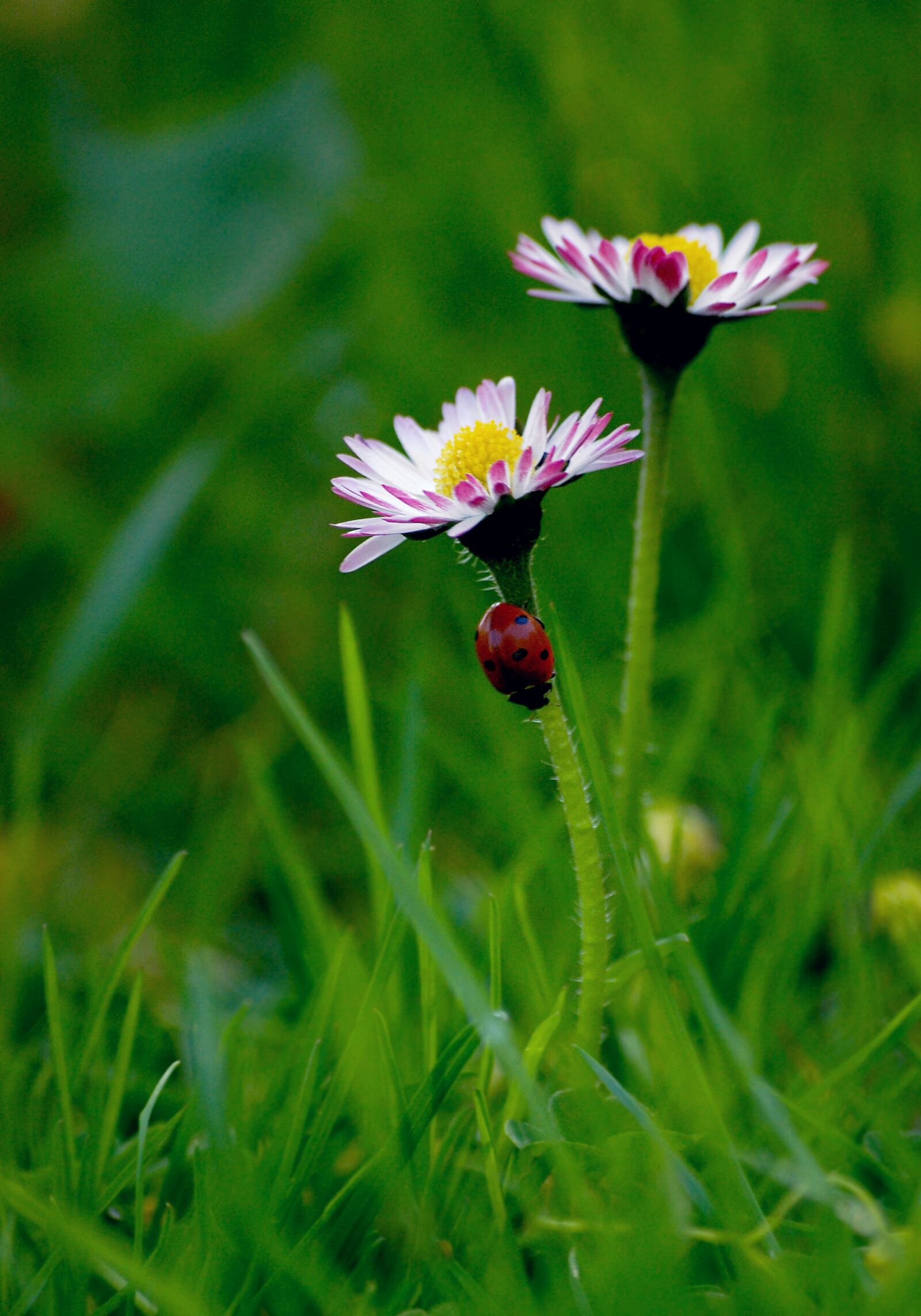 Nikon D80 sample photo. Nature, lawn, flower photography