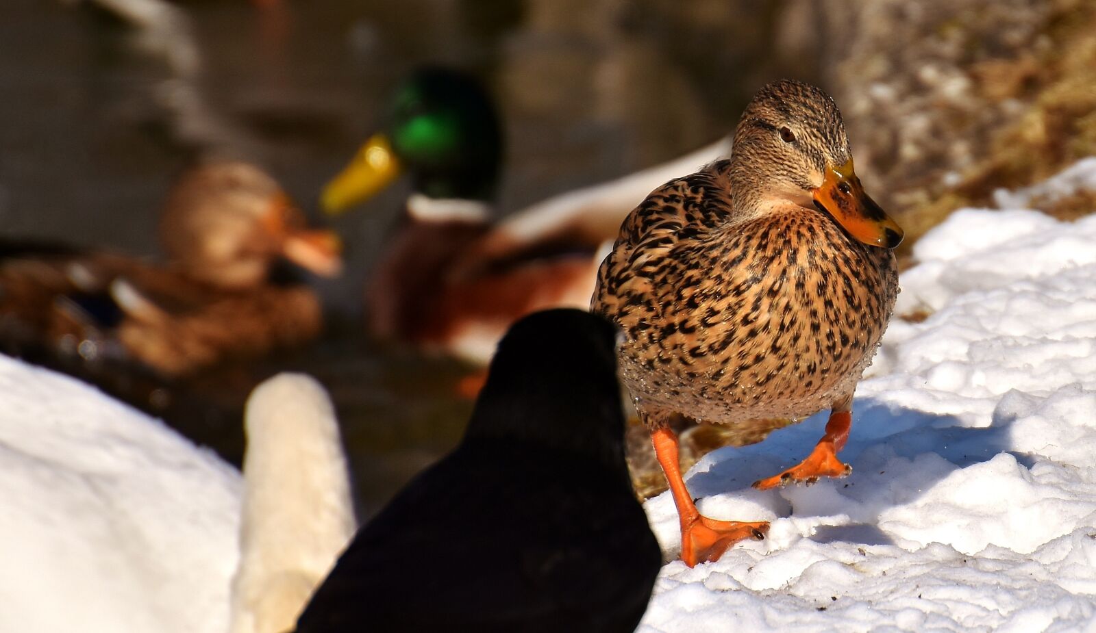 Nikon D7200 sample photo. Waterfowl, ducks, raven photography