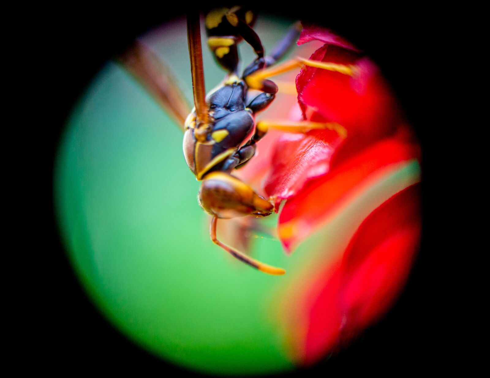 E 50mm F1.8 OSS sample photo. Macro, wasp, nature photography