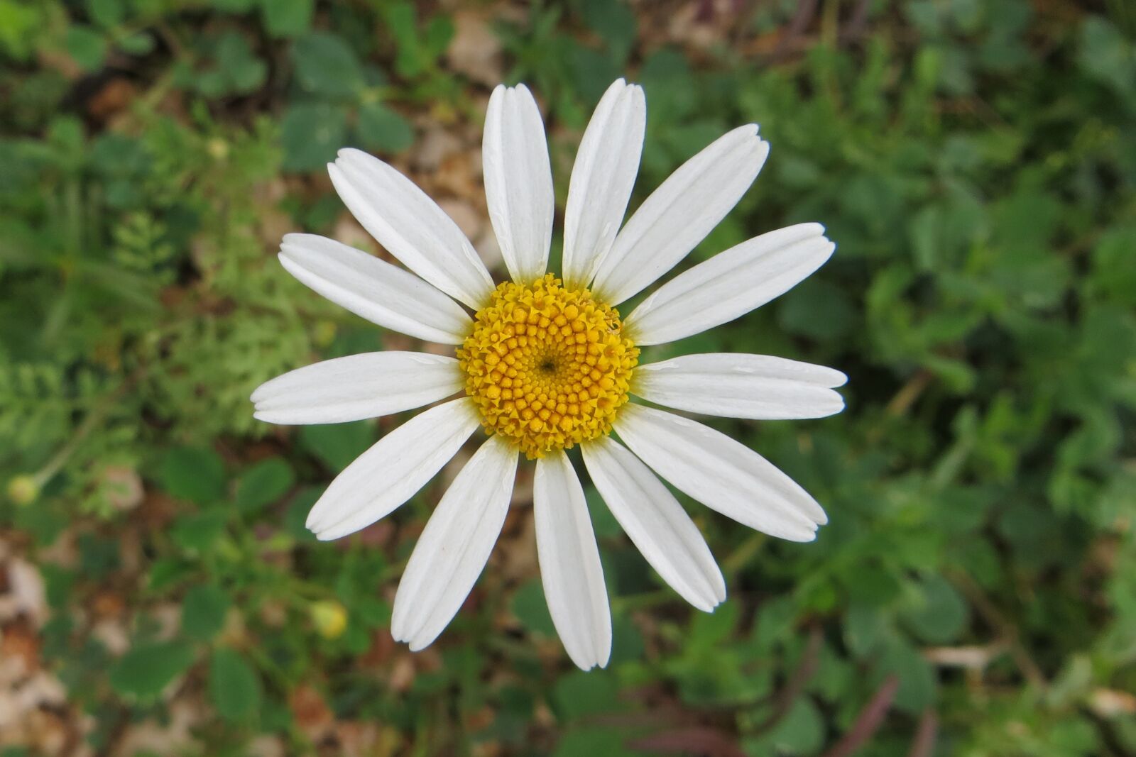 Canon PowerShot SX260 HS sample photo. Nature, flora, summer photography