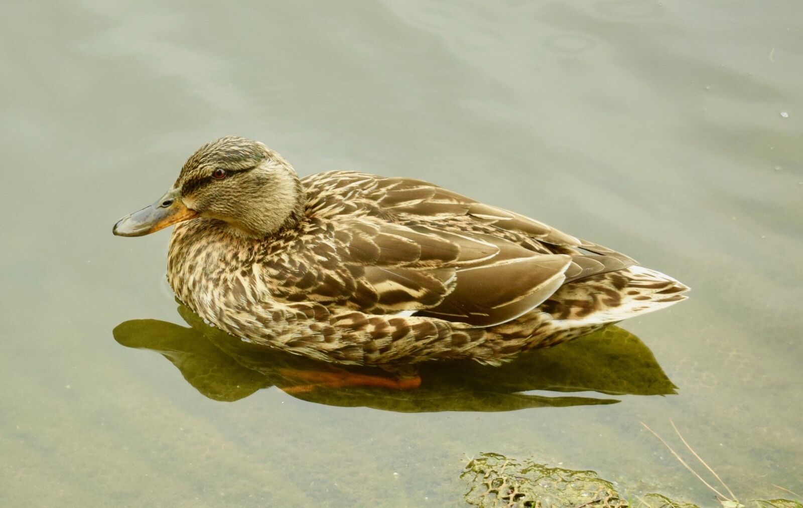 Nikon D3300 sample photo. Duck, water, wildlife photography