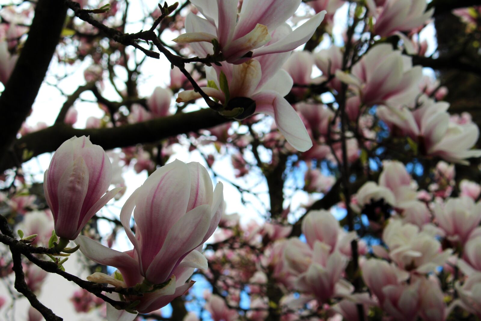 Canon EOS 700D (EOS Rebel T5i / EOS Kiss X7i) sample photo. Magnolia tree, magnolia, flowers photography