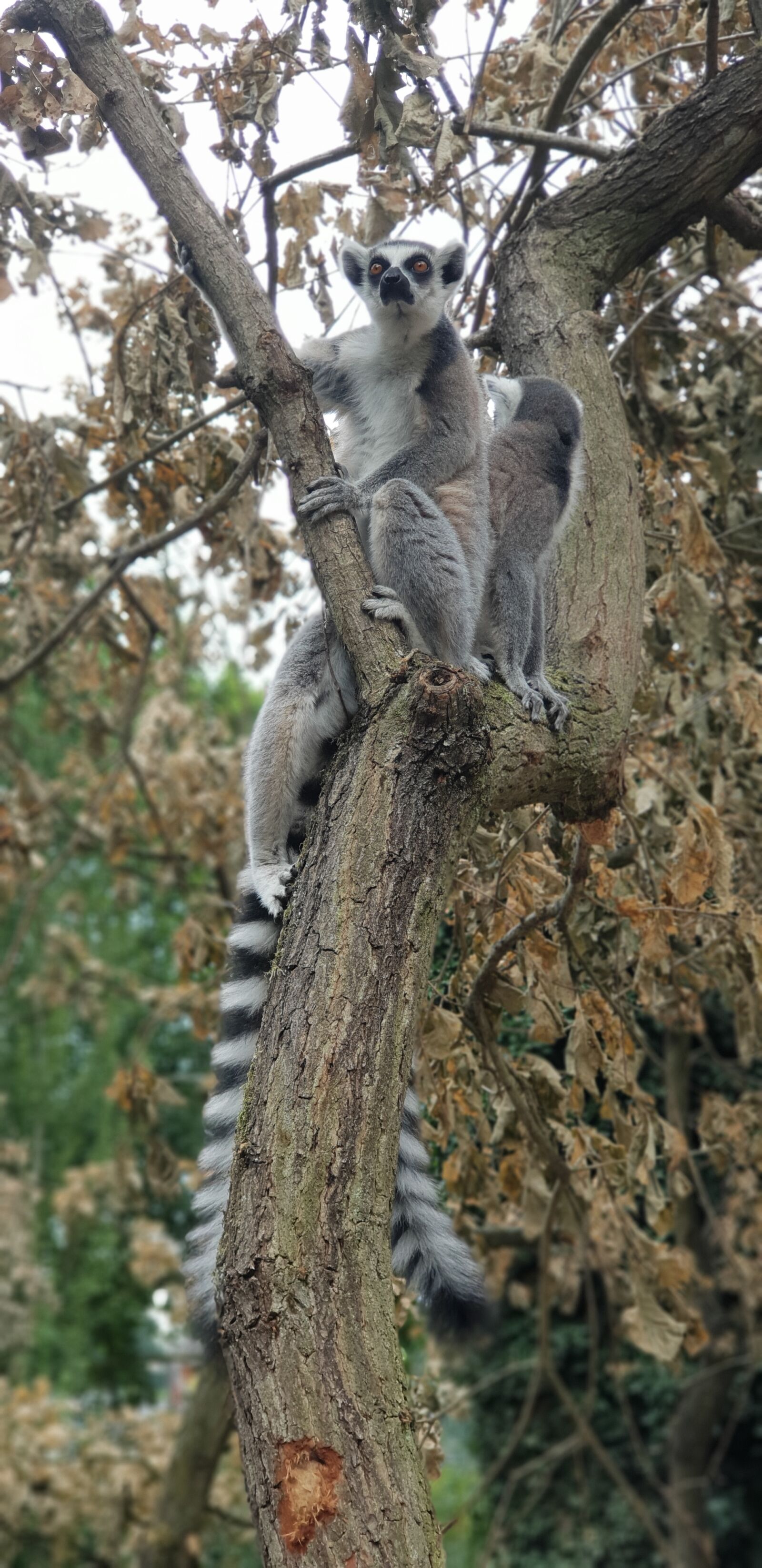 Samsung Galaxy S9+ sample photo. Zoo, lemur, animal photography