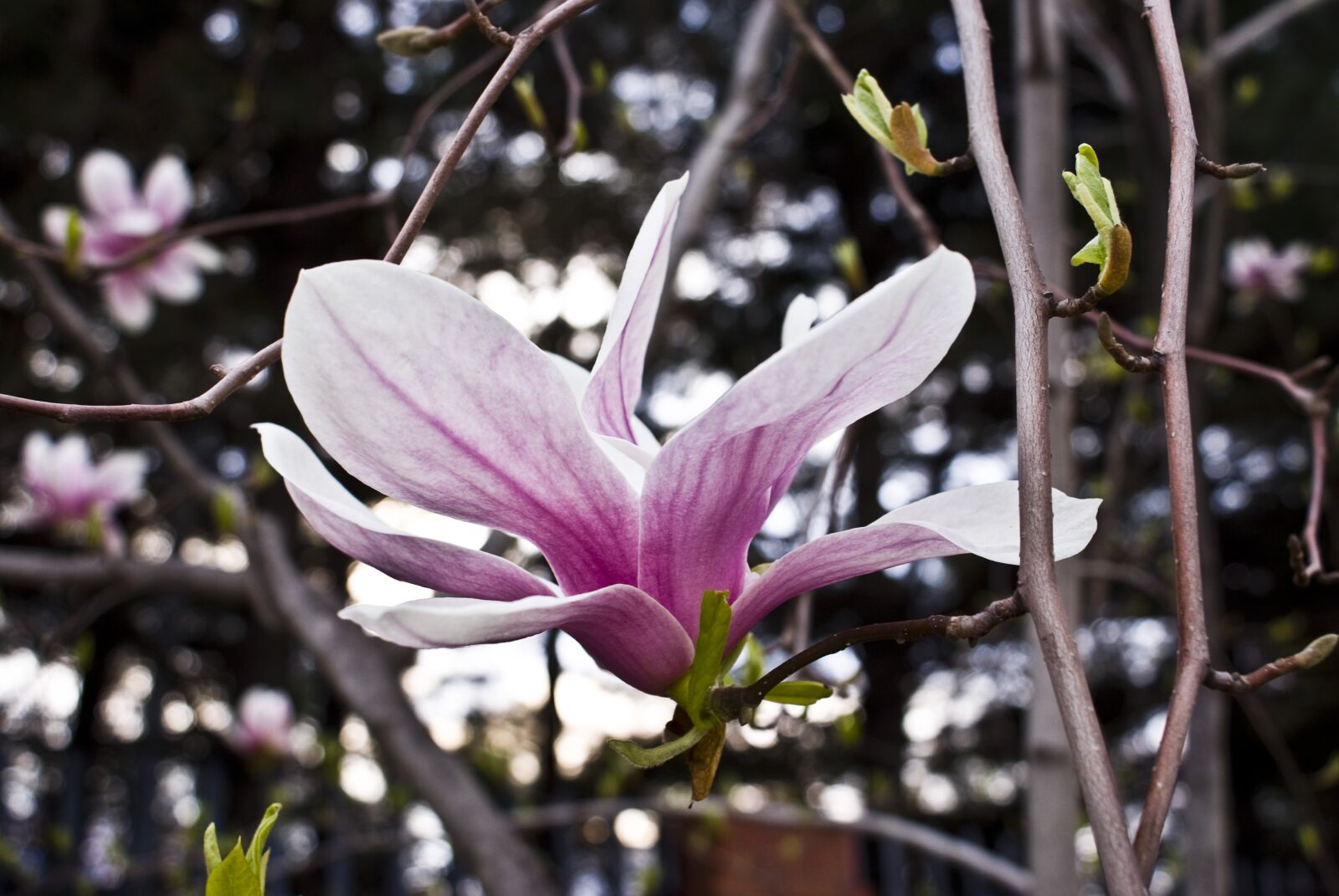 Sony Alpha DSLR-A300 sample photo. Flowers, spring, wood photography