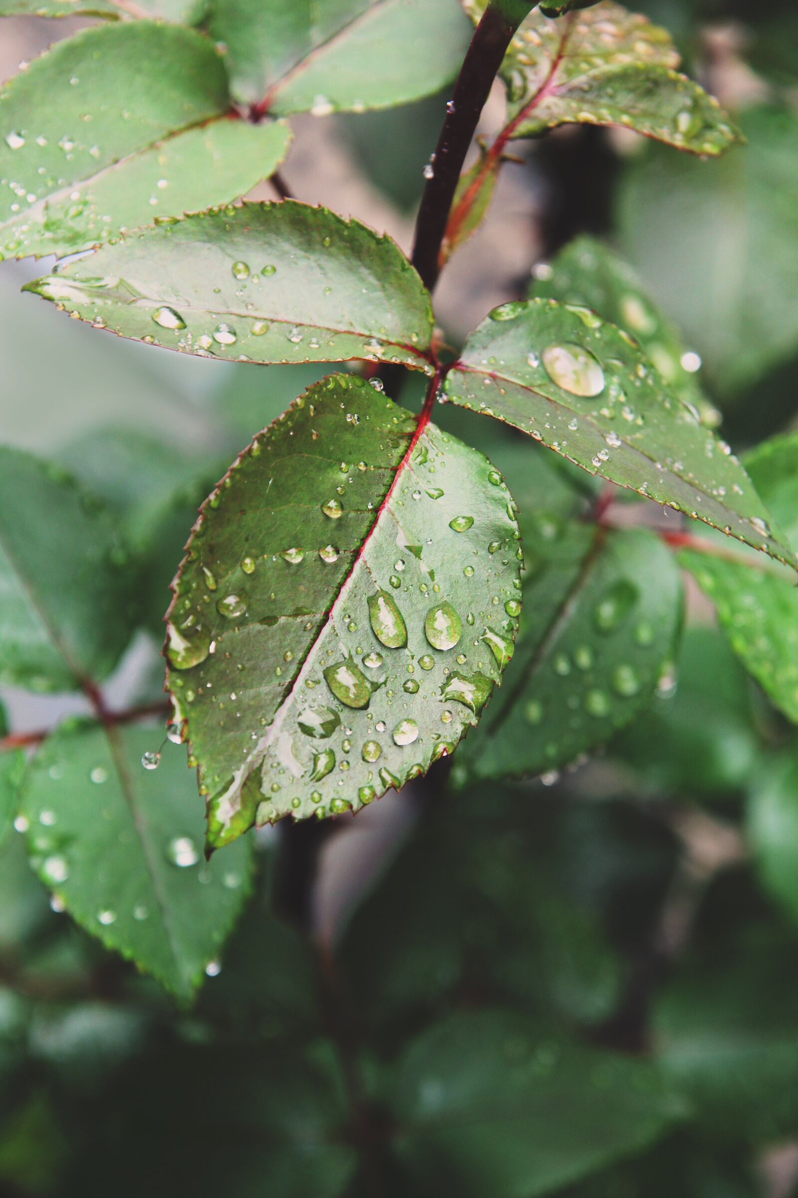 Canon EOS 60D sample photo. Rose leaves, raindrops, garden photography