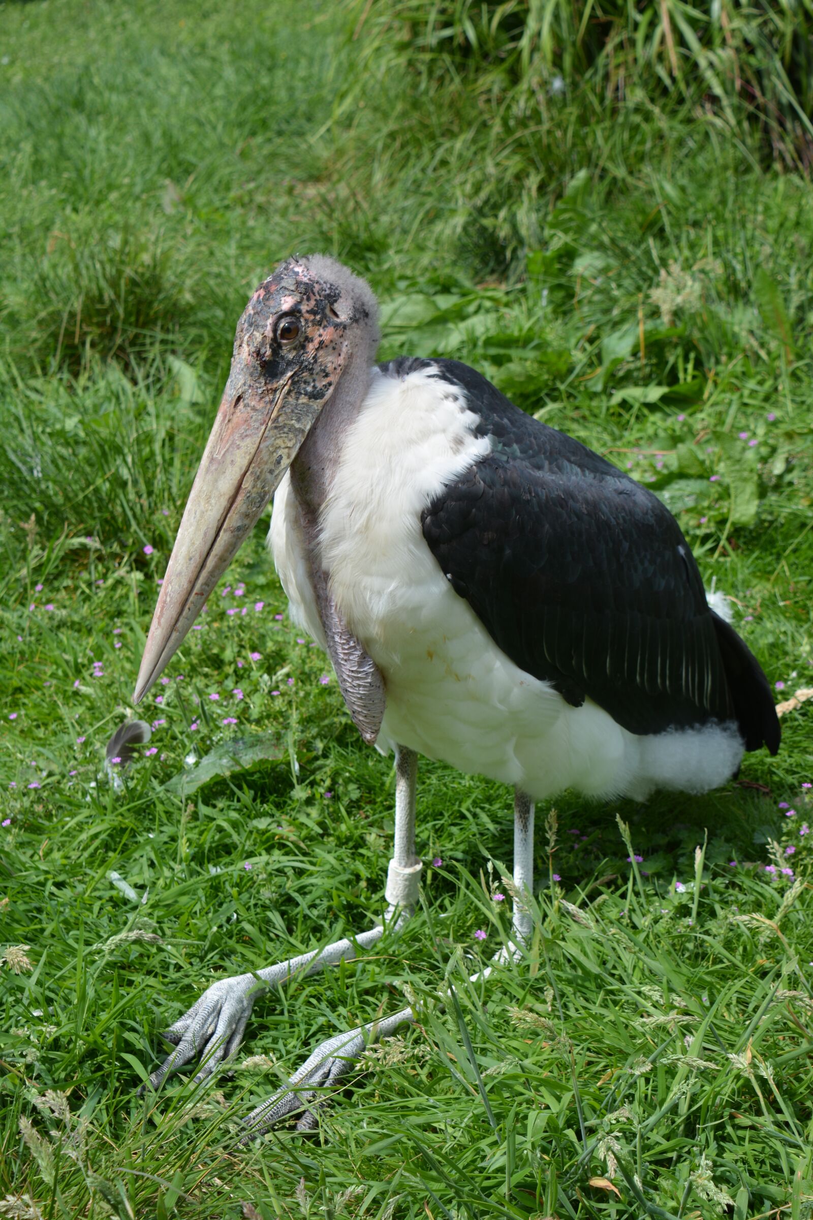 Nikon D5200 sample photo. Marabou, bird, nature photography