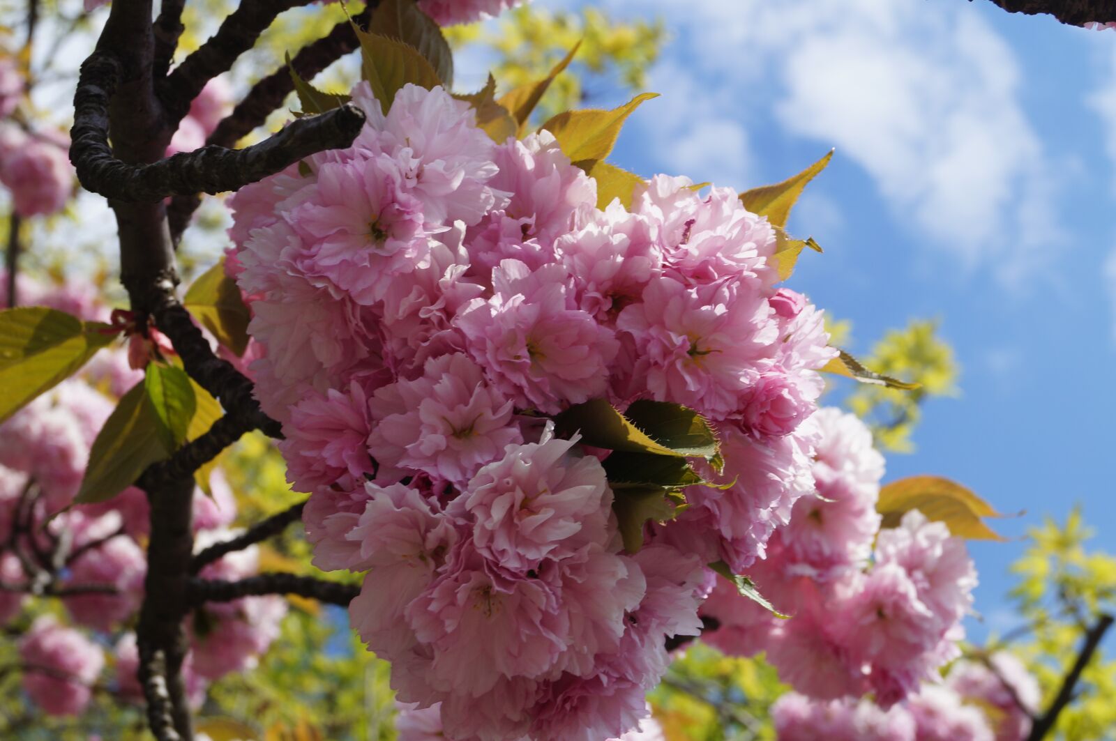 Sony SLT-A37 + Sony DT 18-55mm F3.5-5.6 SAM sample photo. Flower, spring, nature photography