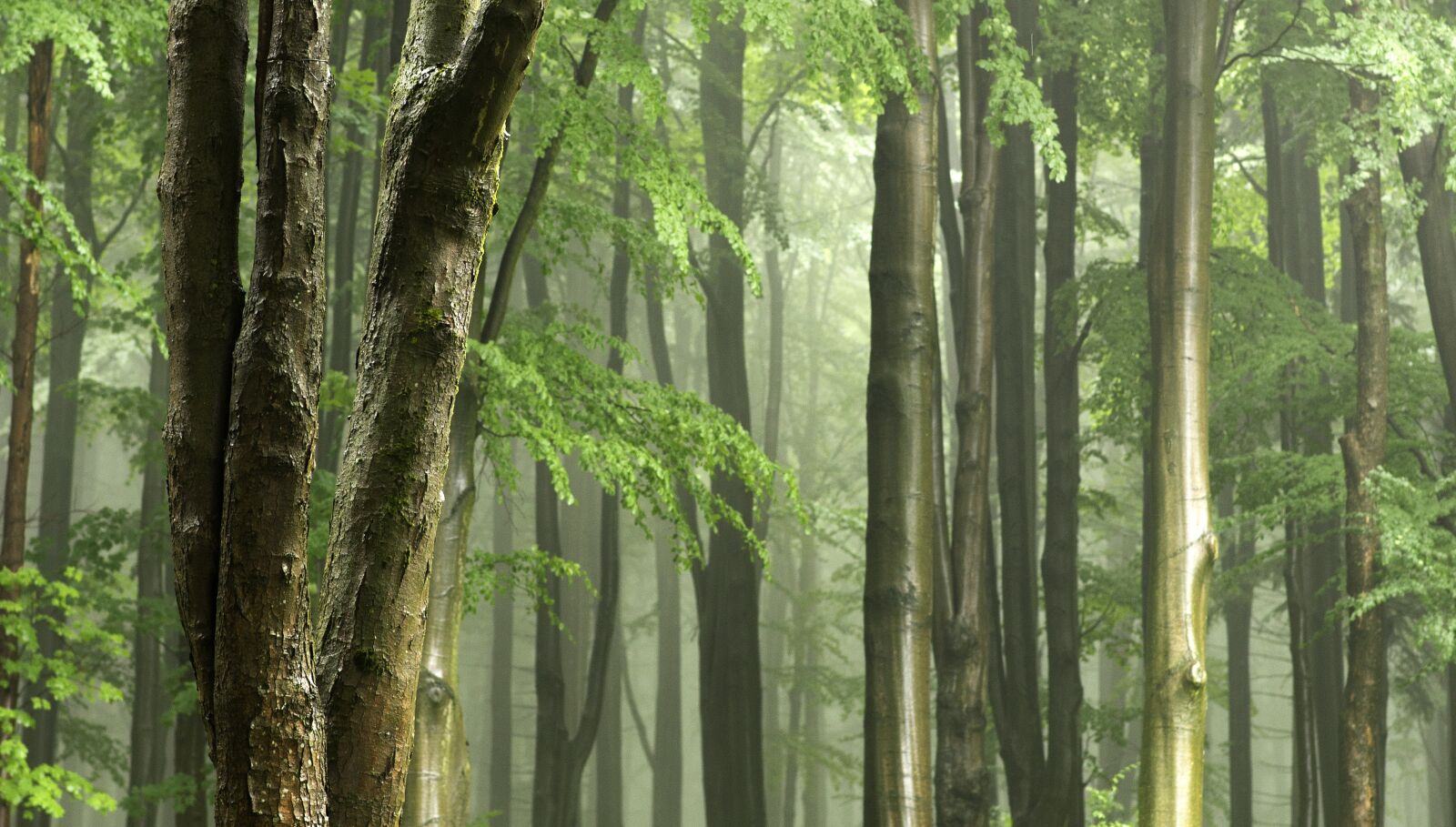 Nikon D610 sample photo. Gentle light, tree trunks photography