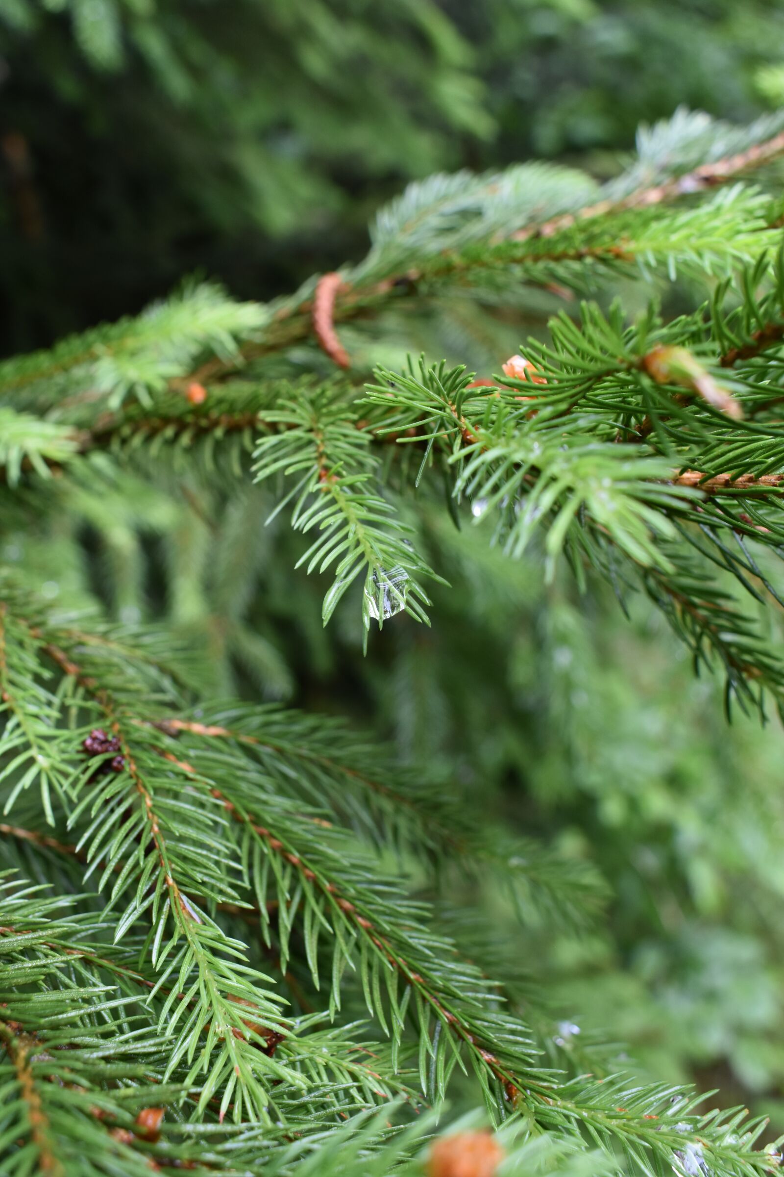 Nikon D3400 sample photo. Ihličnan, drop, tree photography