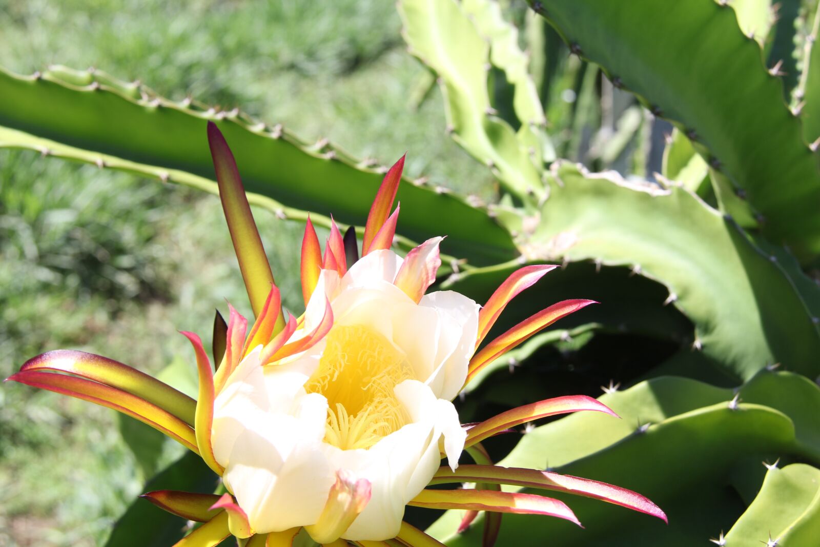 Canon EF-S 18-200mm F3.5-5.6 IS sample photo. Flower, exotic, yellow photography