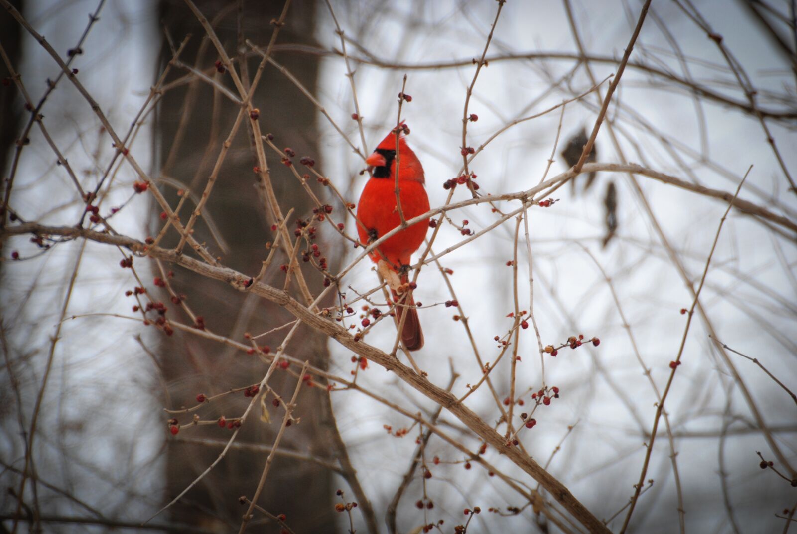 Nikon D3000 sample photo. Winter, tree, nature photography