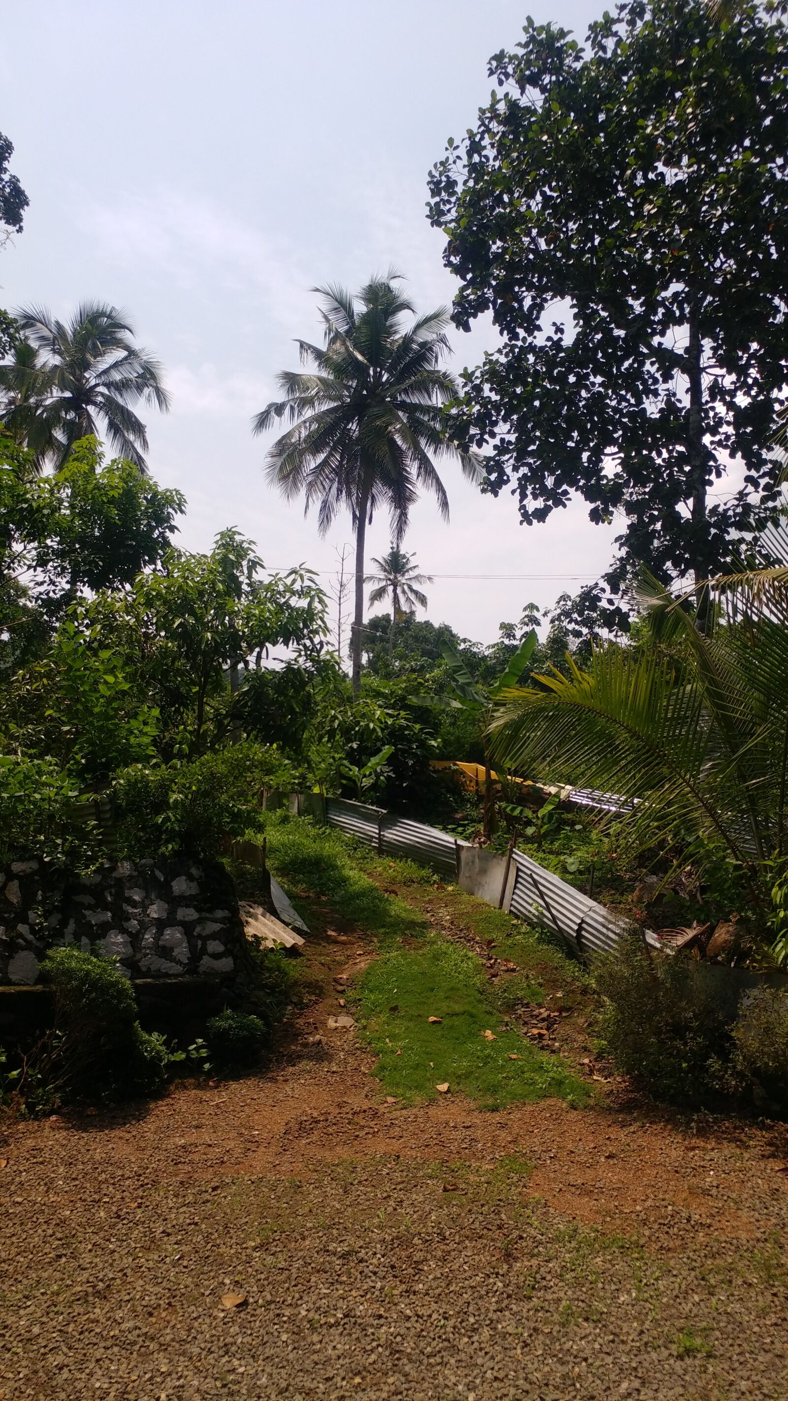 LG G5 SE sample photo. Nature, trees, coconut tree photography