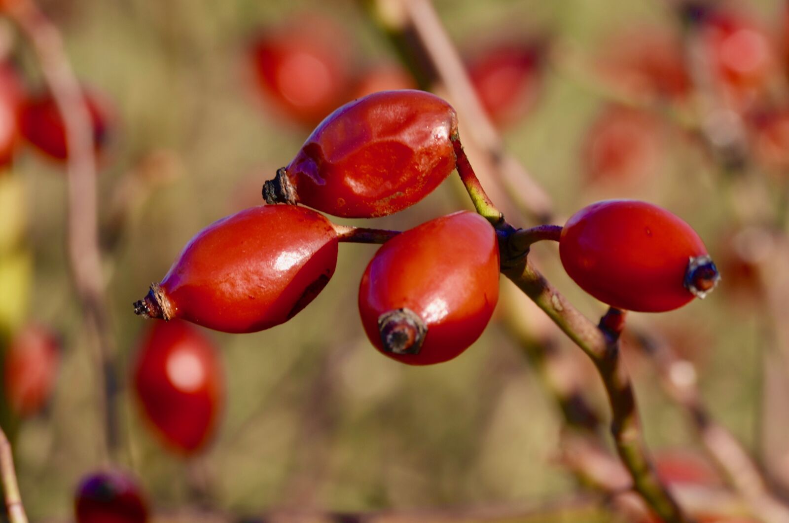 Nikon D5100 sample photo. Rose hip, fruit, nature photography