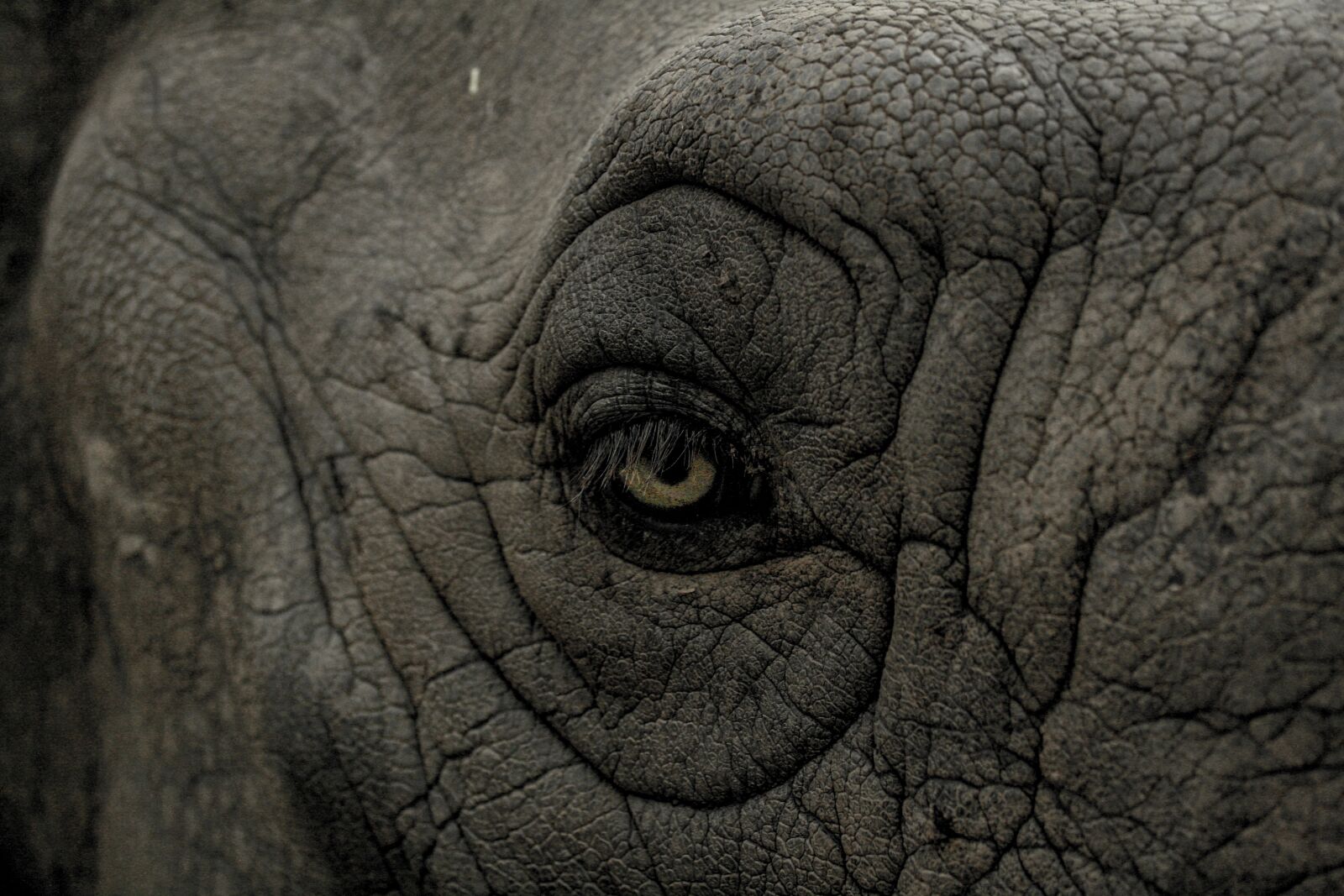 Canon EF-S 18-55mm F3.5-5.6 II sample photo. Eye, elephant, wild photography