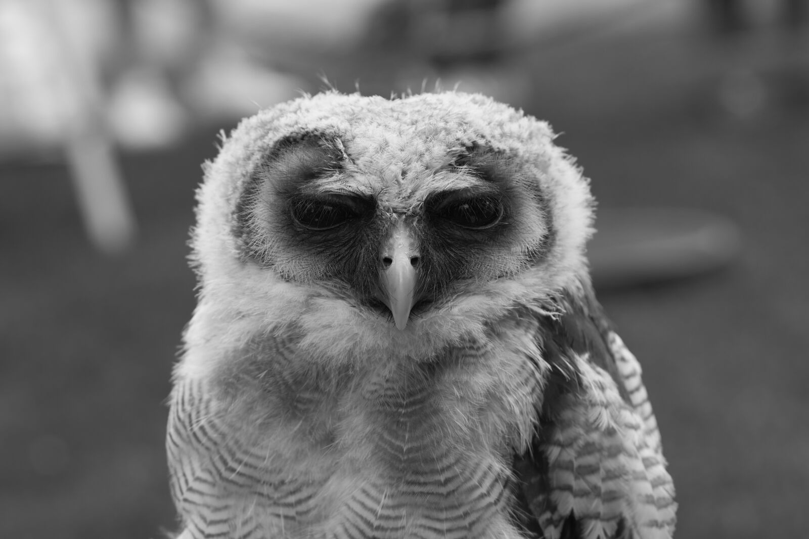 Sony SLT-A68 sample photo. Owl, nature, animal photography