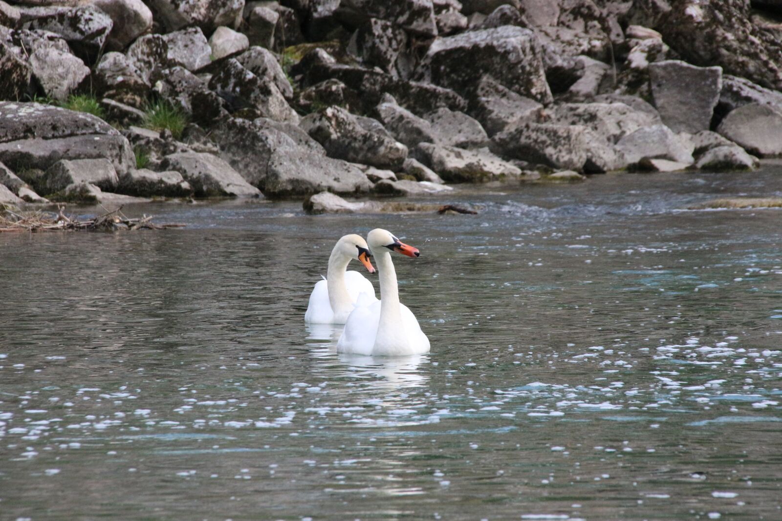 Canon EOS 700D (EOS Rebel T5i / EOS Kiss X7i) sample photo. Swan, bird, water photography