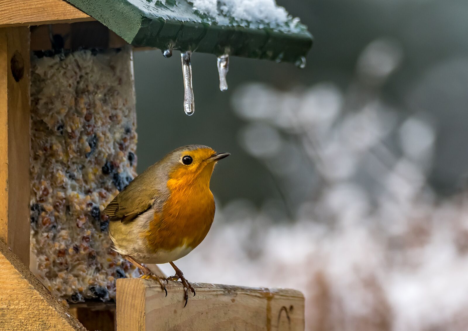 Nikon D500 sample photo. Animal world, bird, songbird photography