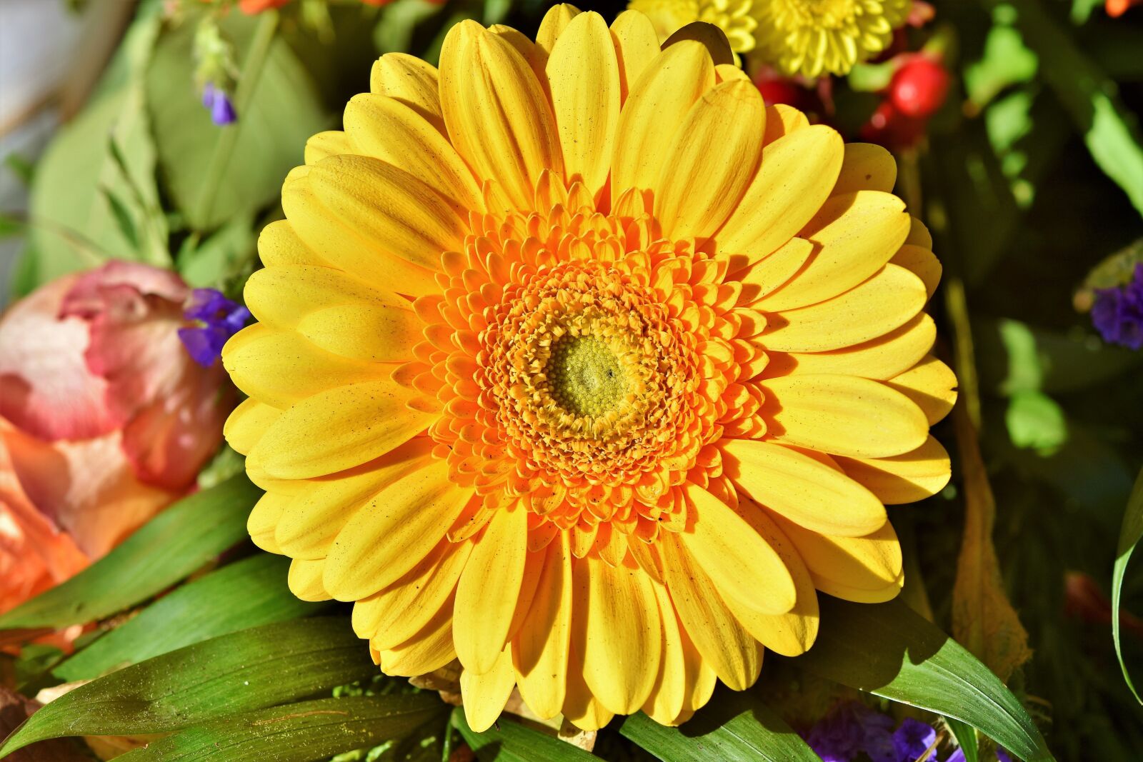 Nikon D7200 sample photo. Gerbera, flower, schnittblume photography
