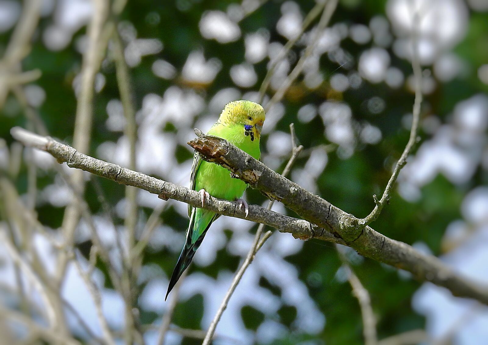 Nikon Coolpix P900 sample photo. Parrot, forest, bird photography