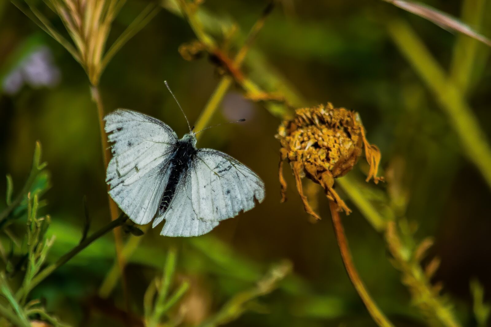 Nikon D3300 sample photo. Nature, insect, butterfly photography