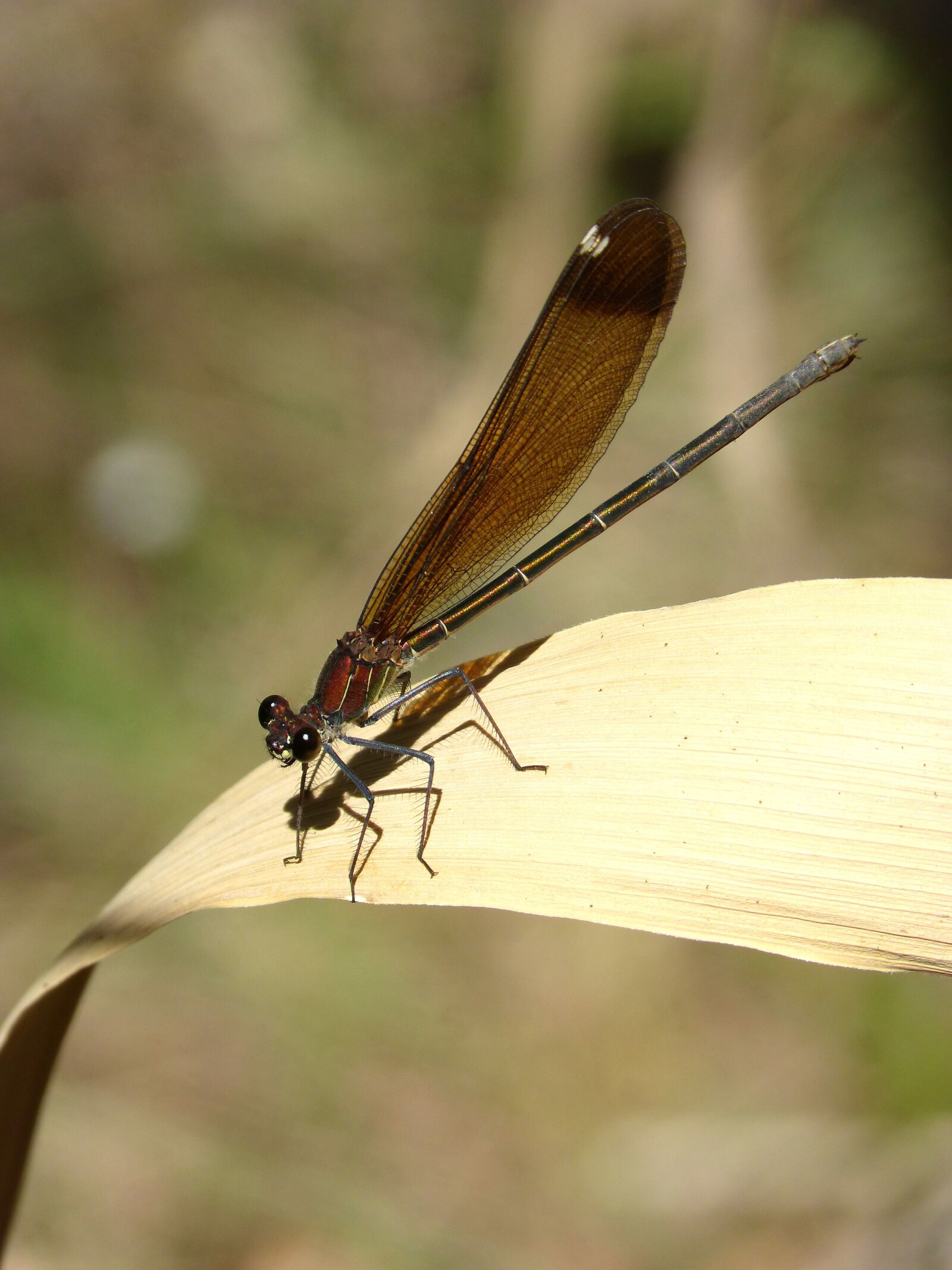 Panasonic DMC-FZ62 sample photo. Dragonfly, black dragonfly, translucent photography