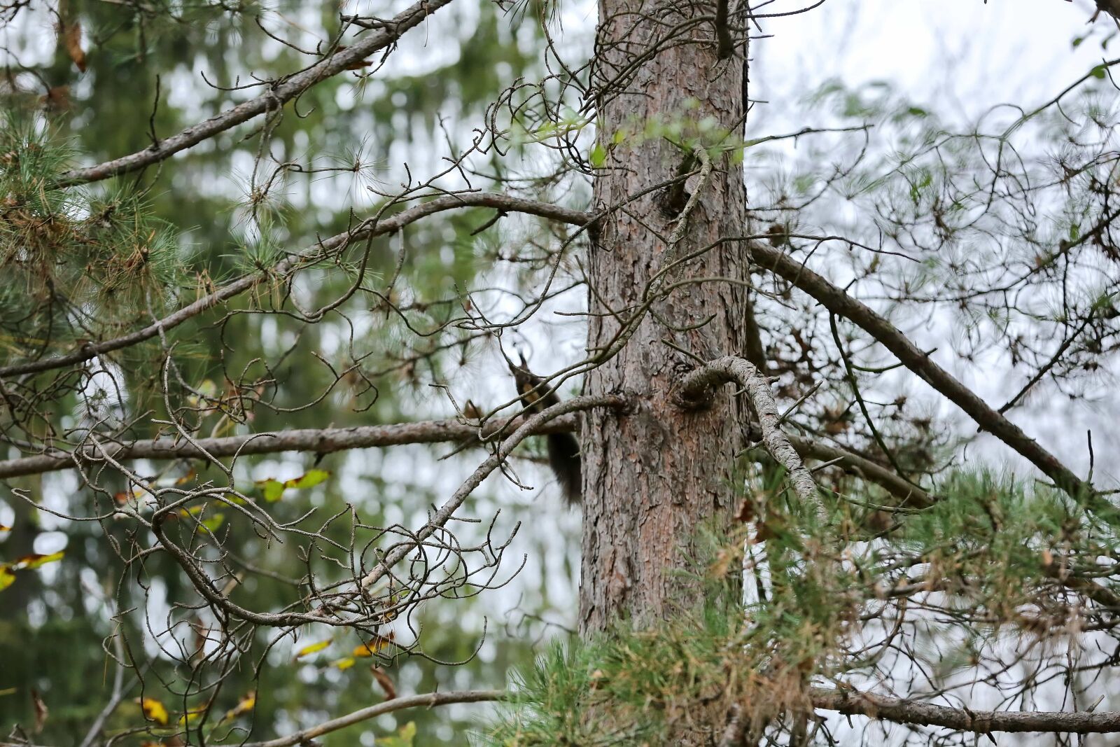Canon EOS 5D Mark III sample photo. Branches, conifers, forest, natural photography