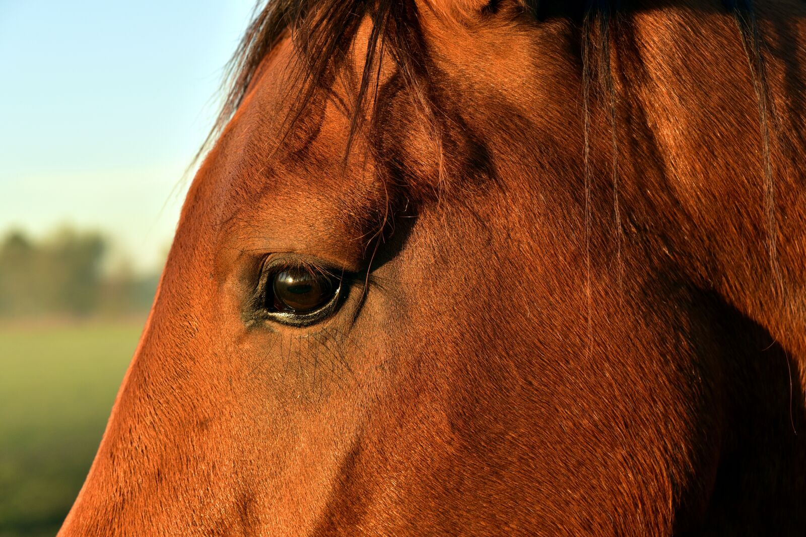 Nikon D750 sample photo. Horse head, eyes, horse photography