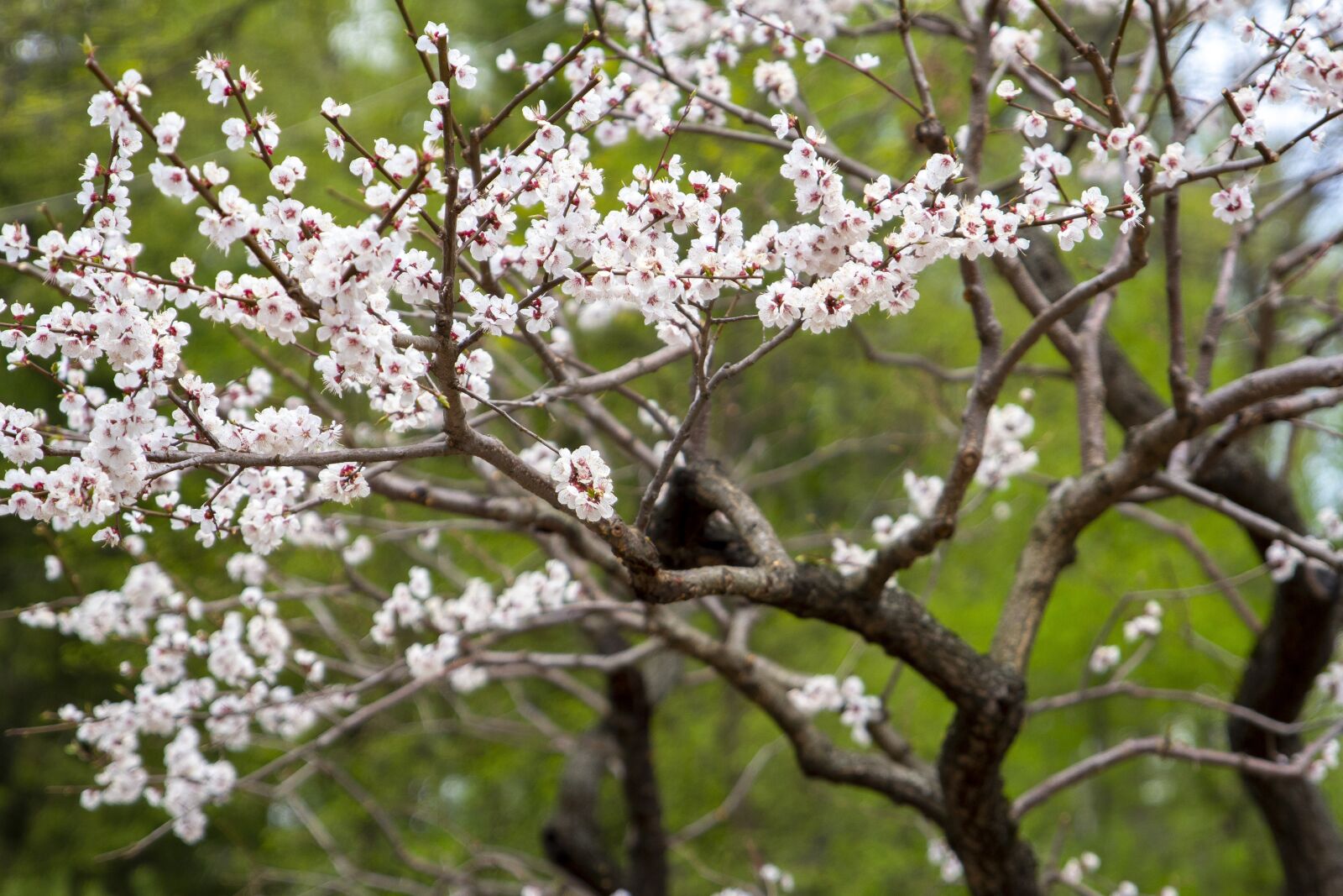 Canon EOS 60D sample photo. Cherry, blooms, spring photography