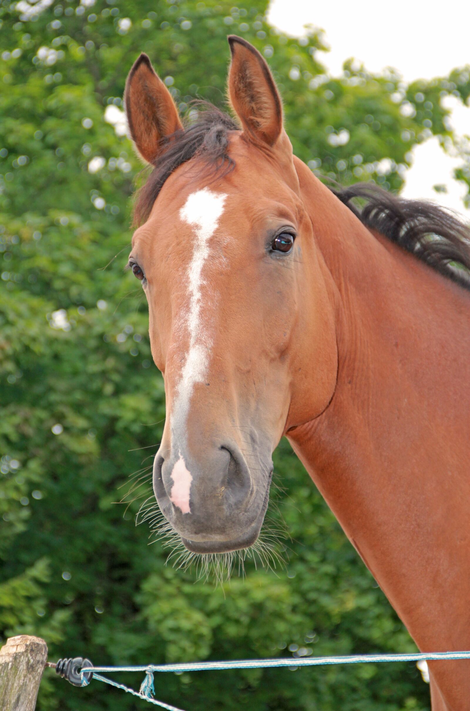Canon EOS 550D (EOS Rebel T2i / EOS Kiss X4) sample photo. Horse, mare, horse head photography