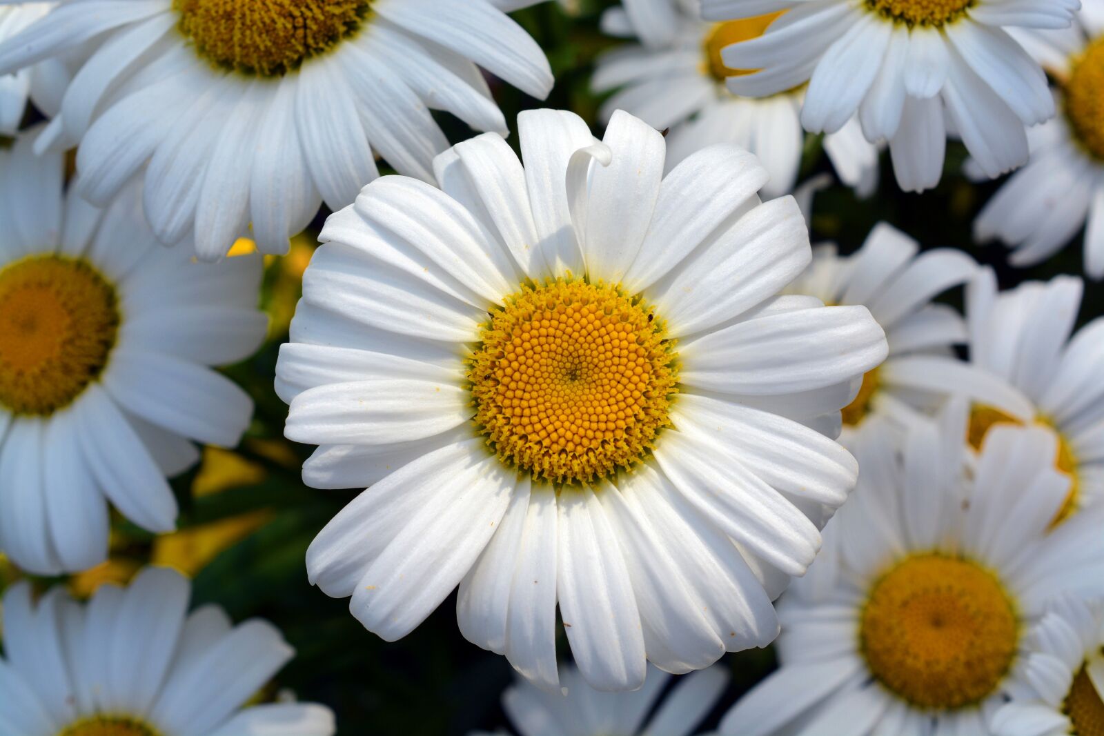 Nikon D5200 sample photo. Marguerite, gartenmagerite, blossom photography