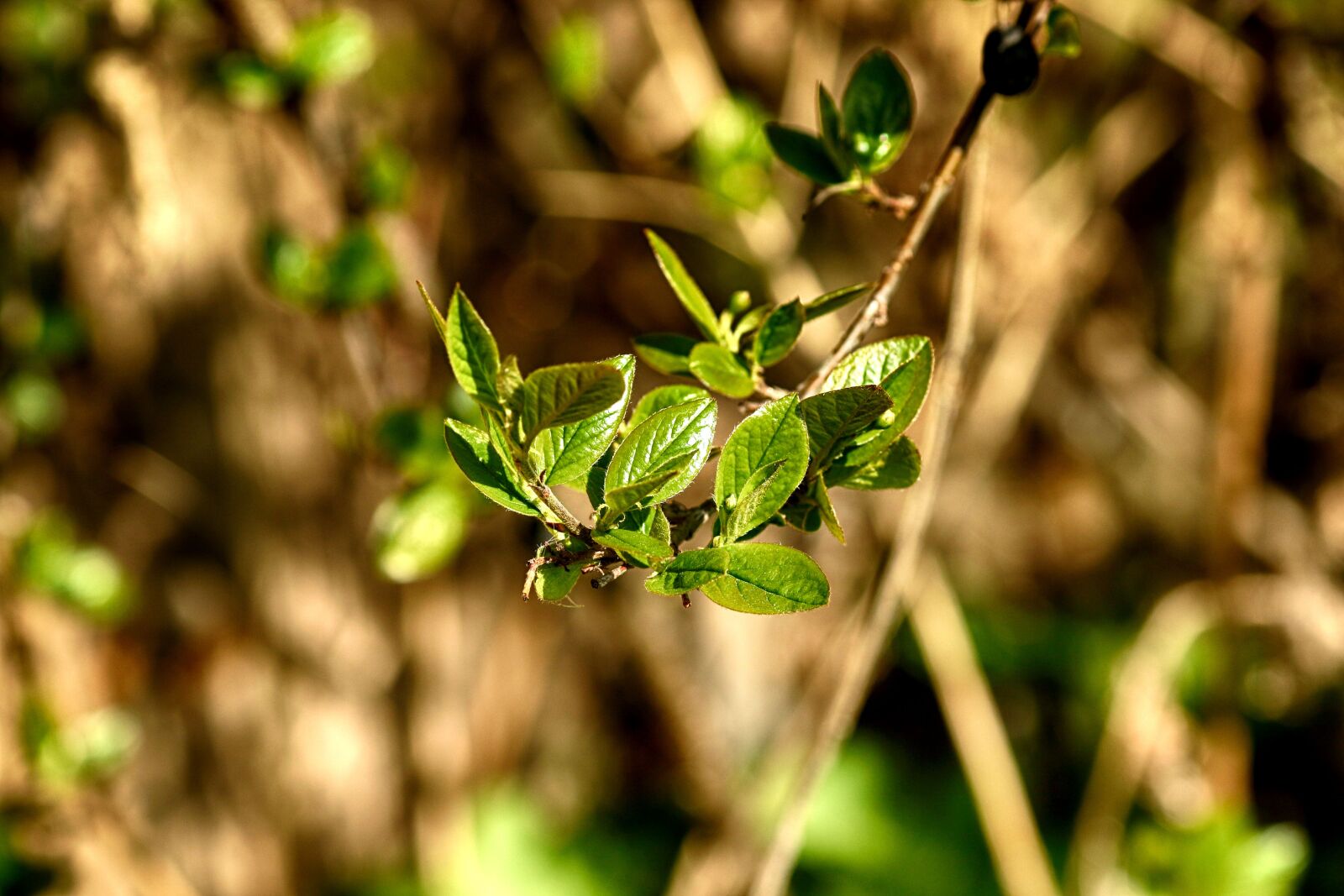Canon EOS 7D Mark II + Canon EF 135mm F2L USM sample photo. Growth, nature, green photography