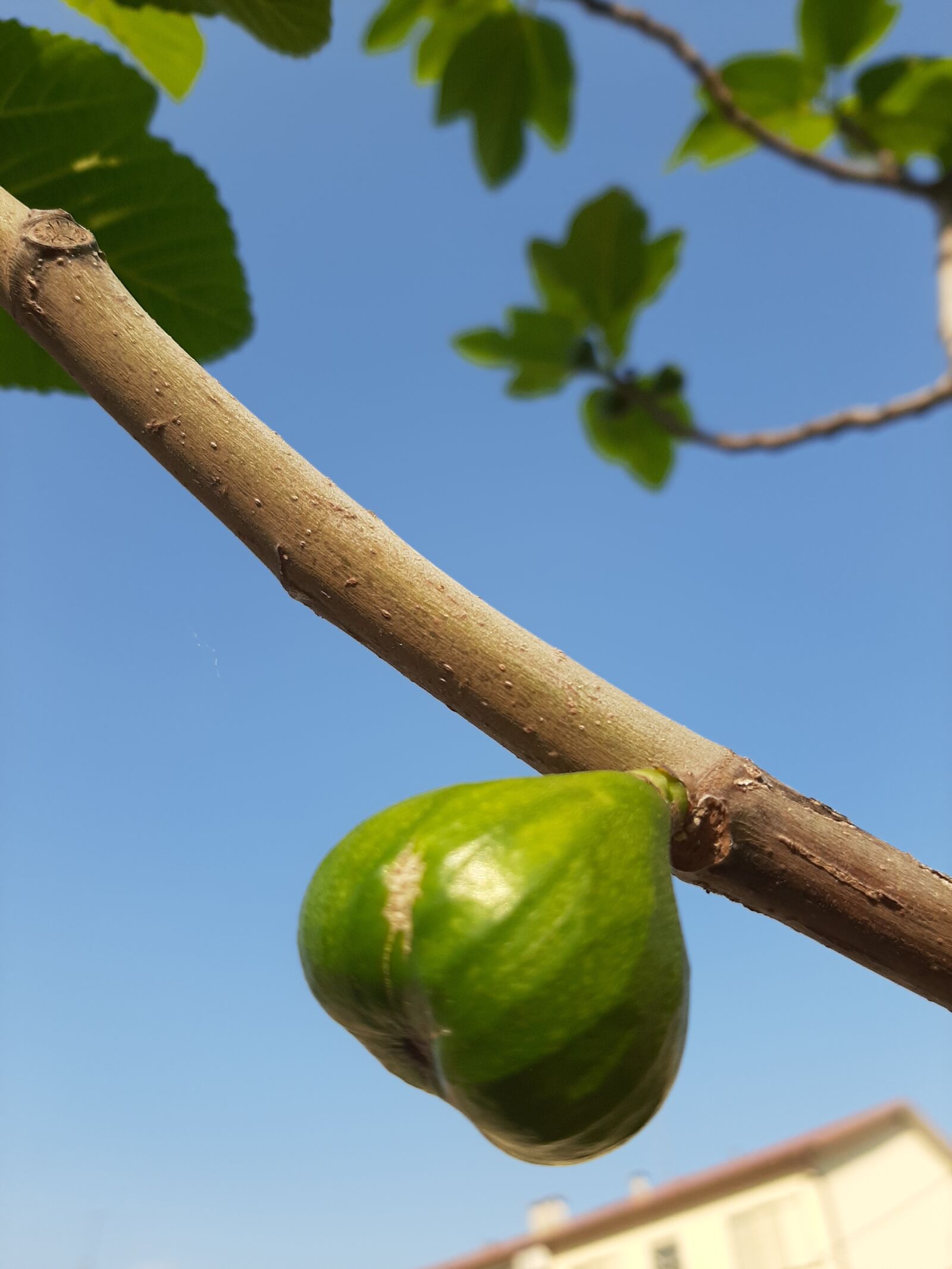 Samsung Galaxy A50 sample photo. Fig, fruit, tree photography