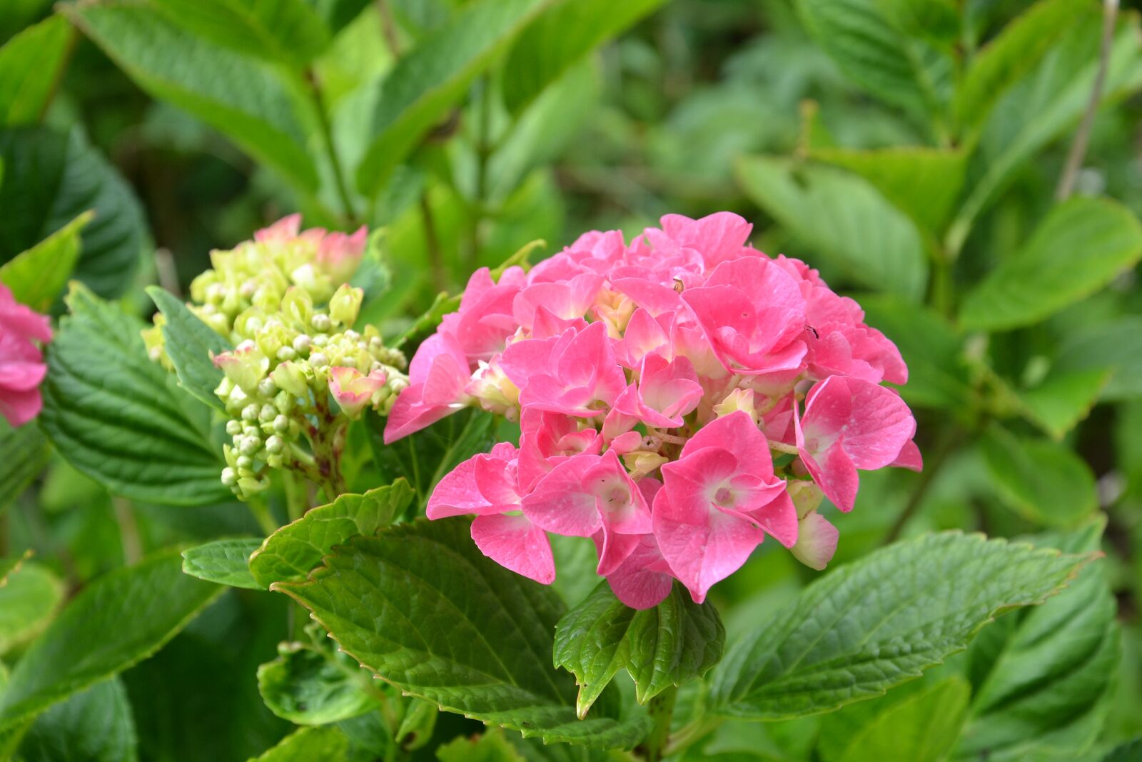 Nikon D3100 sample photo. Hydrangea, flower, garden photography