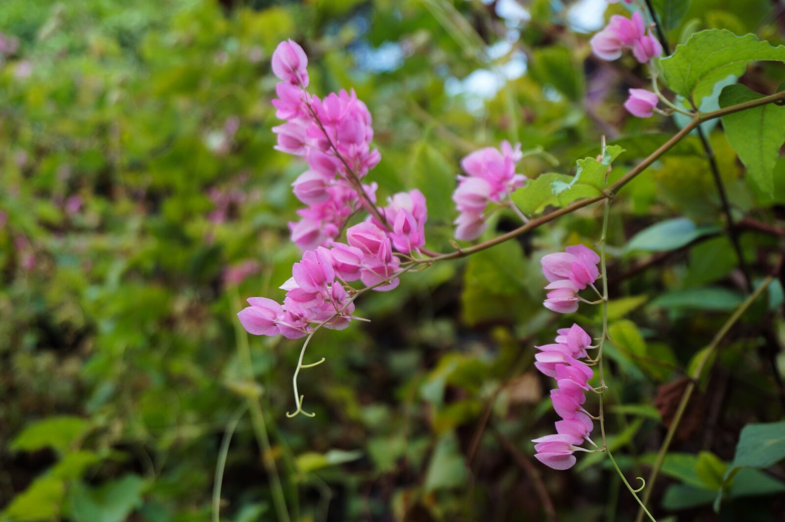 Sony Alpha NEX-3N sample photo. Nature, flora, floral photography