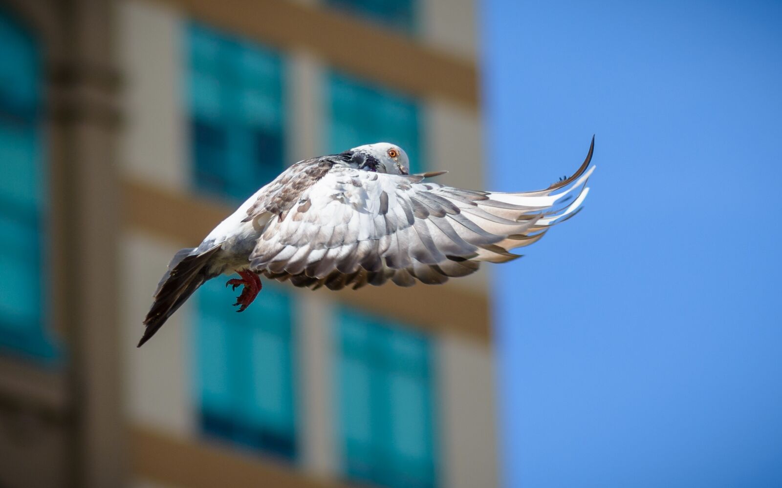 Nikon D7100 sample photo. Dove, bird, nature photography
