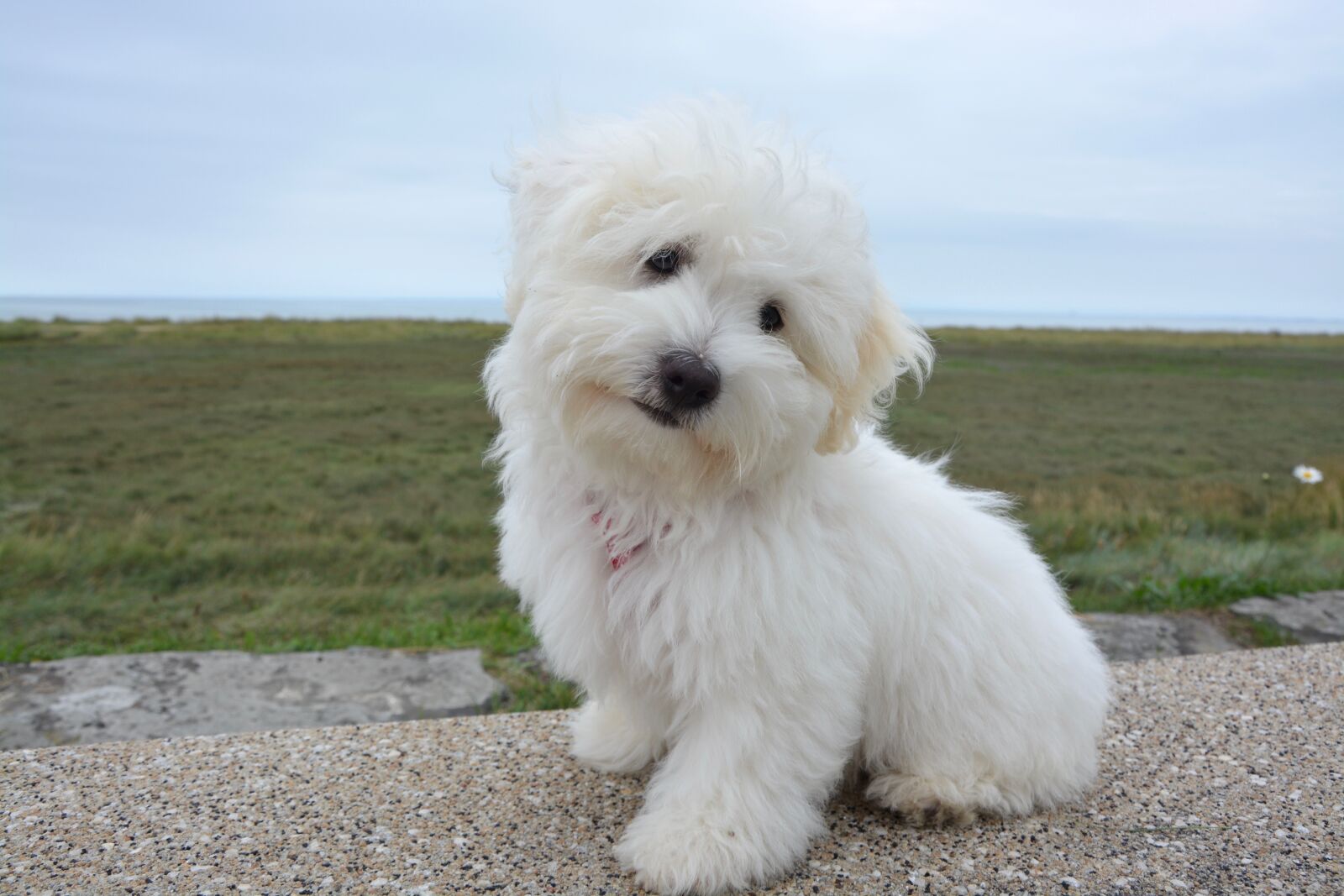 Nikon D5200 sample photo. Dog, puppy cotton tulear photography