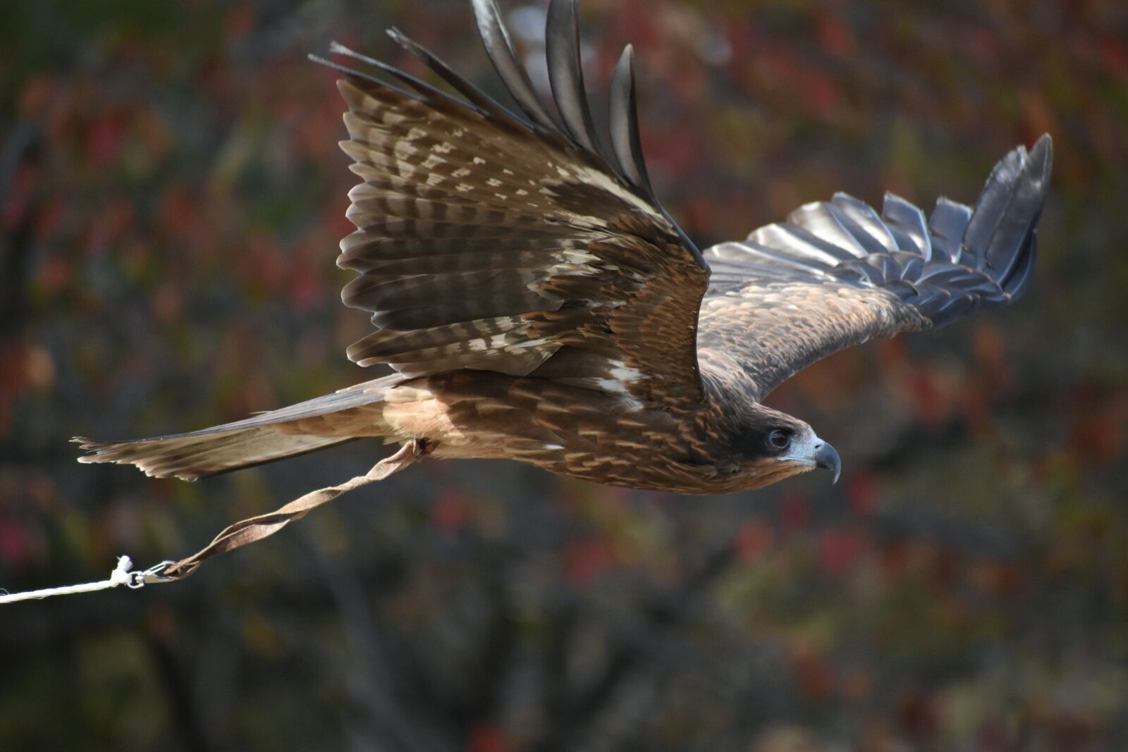 Nikon D7200 sample photo. Animal, natural park, bird photography
