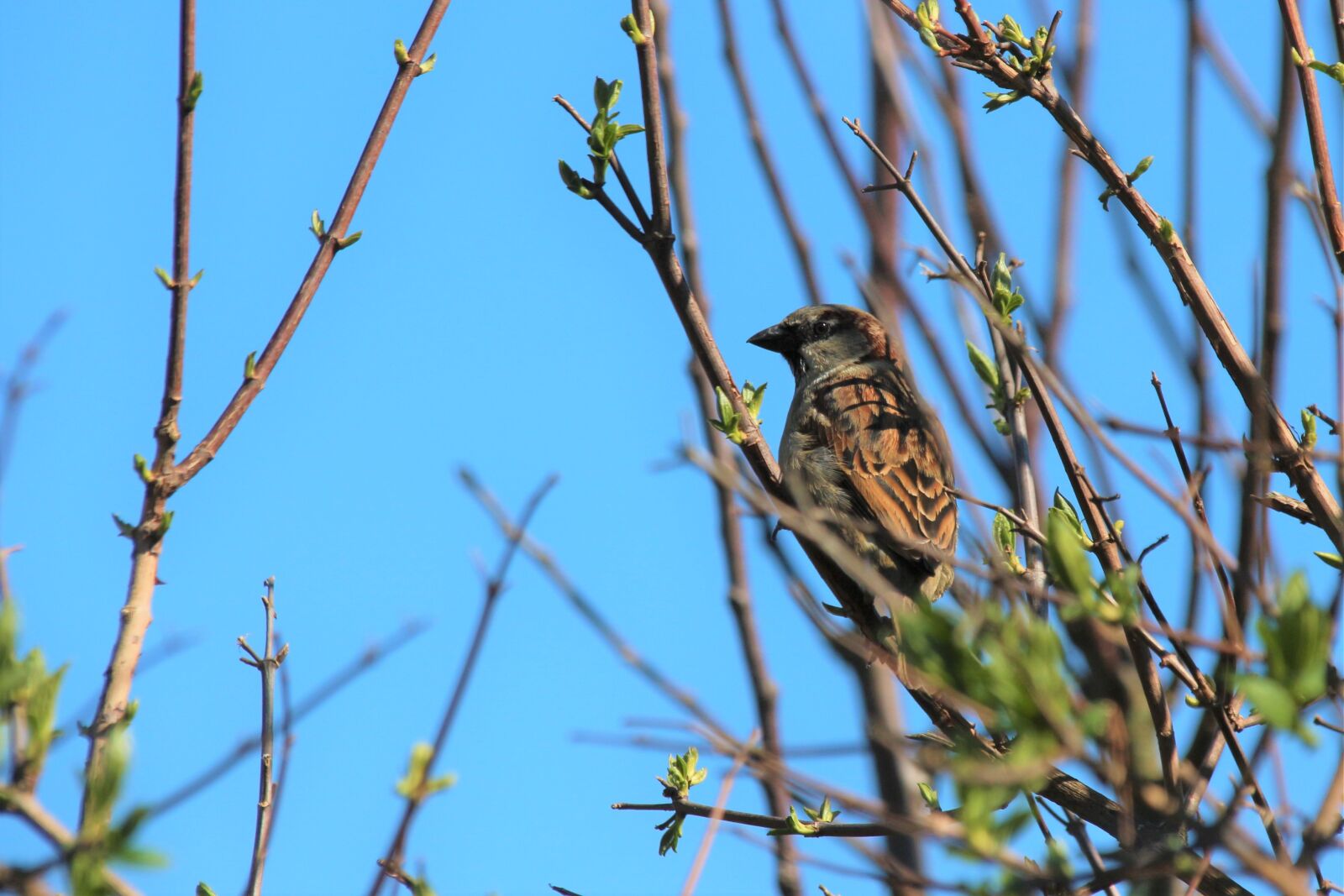 Canon EOS 700D (EOS Rebel T5i / EOS Kiss X7i) sample photo. Bird, animal, nature photography