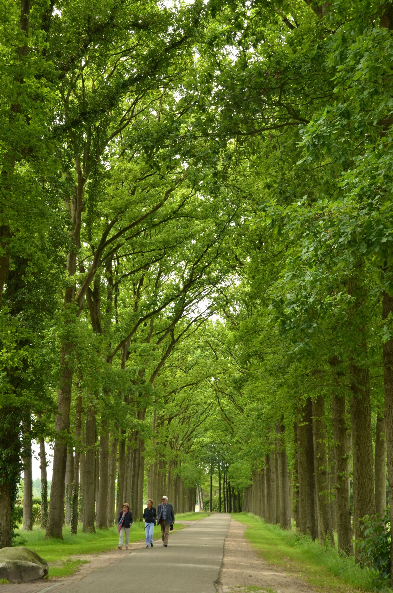 Nikon D7000 sample photo. Forest, avenue, trees photography