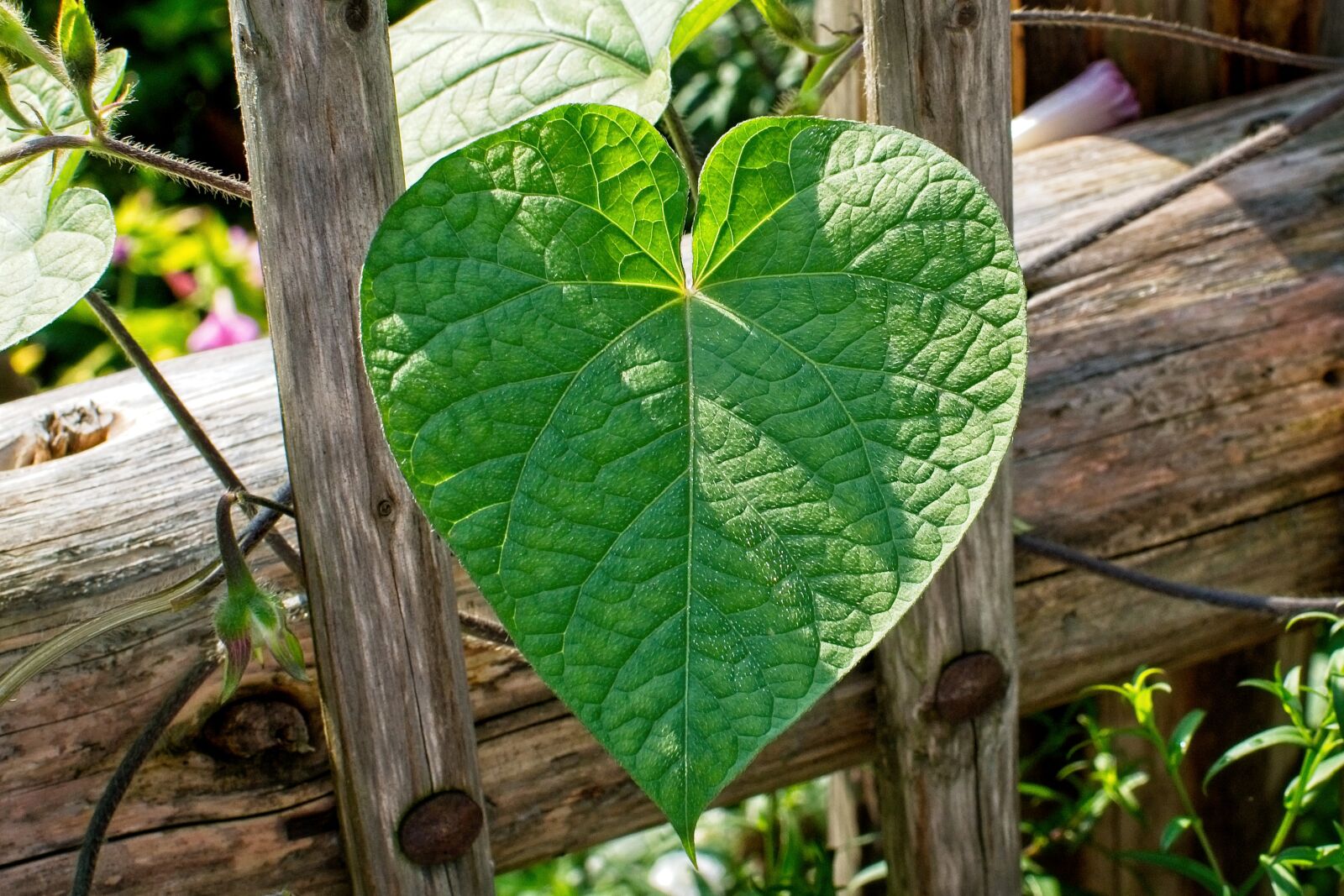 Nikon D7100 + Nikon AF-S DX Nikkor 35mm F1.8G sample photo. Leaf, heart, sweetheart photography