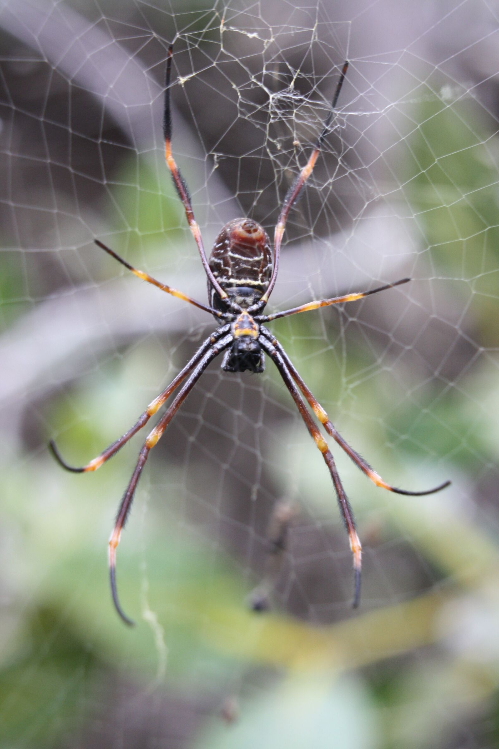 Canon EOS 1000D (EOS Digital Rebel XS / EOS Kiss F) sample photo. Spider, golden orb, web photography