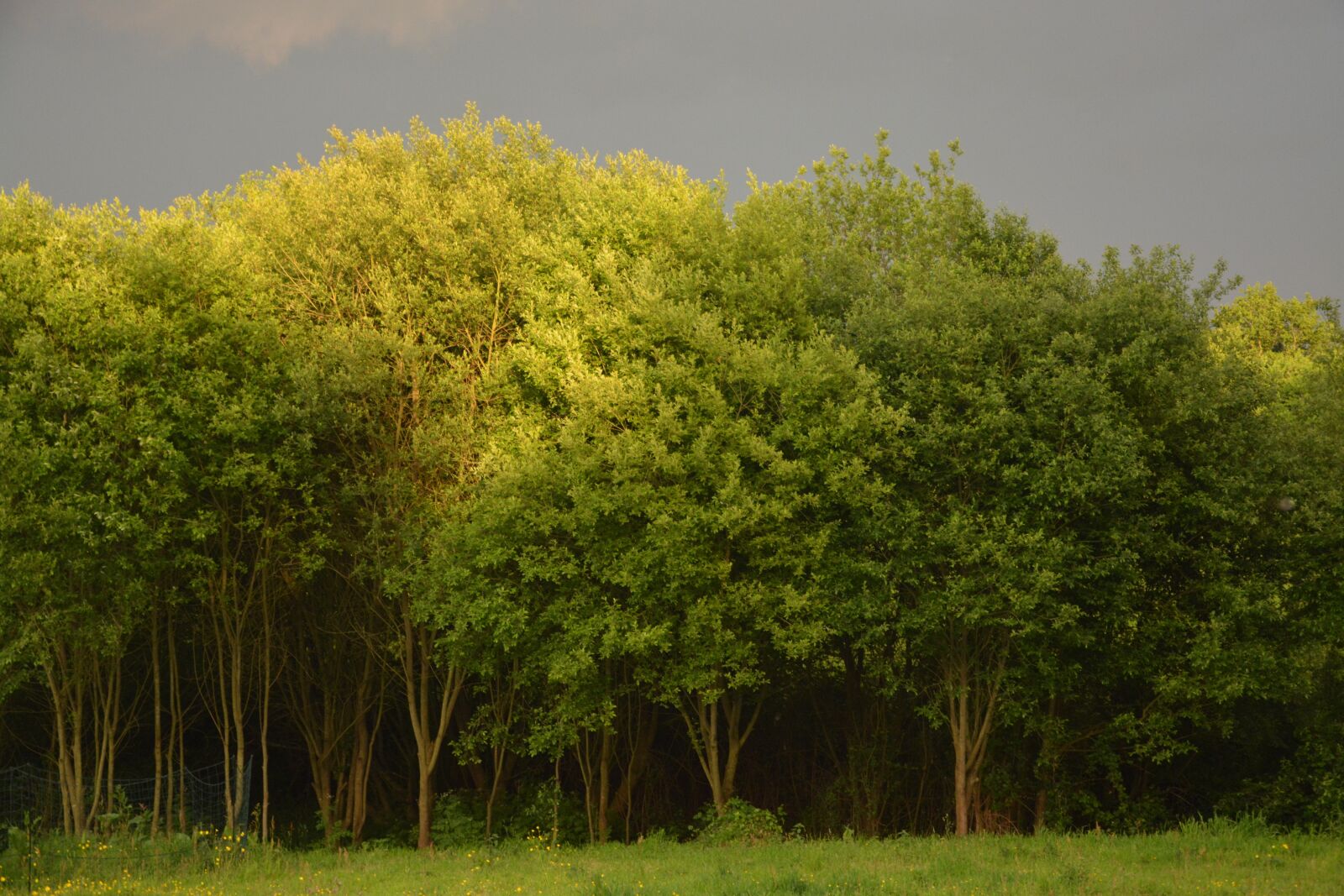 Nikon D5200 sample photo. Trees, landscape stormy, storm photography