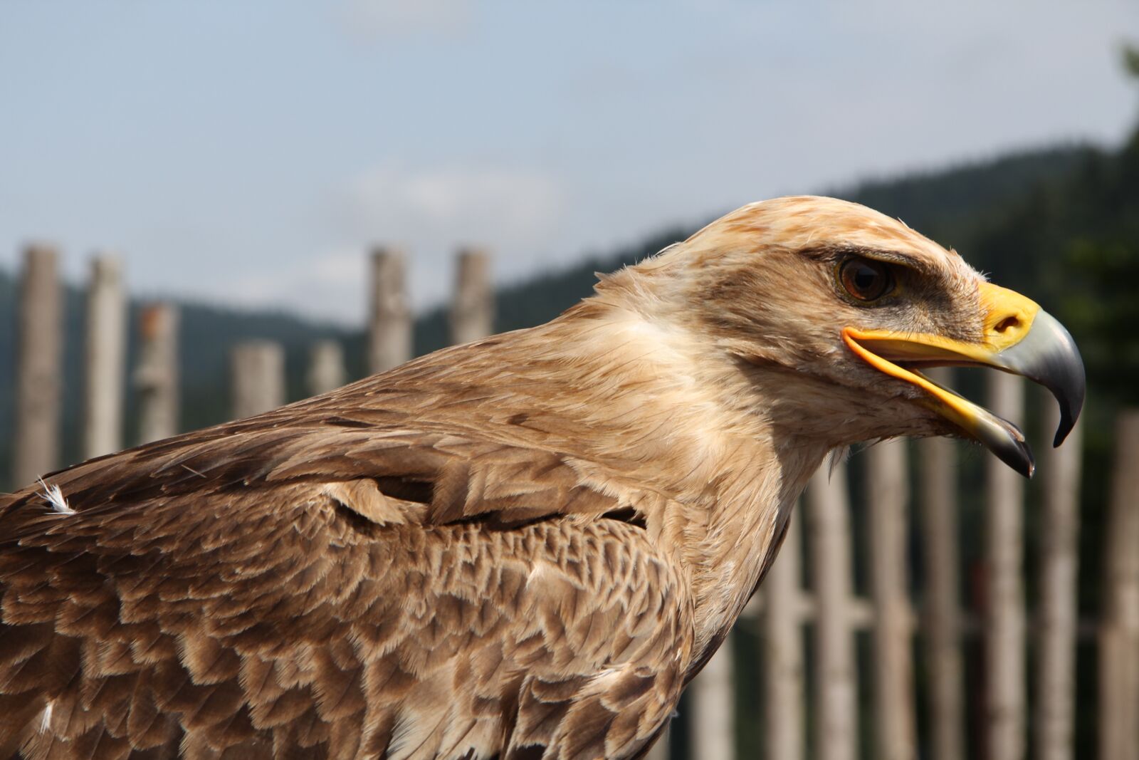 Canon EF-S 17-85mm F4-5.6 IS USM sample photo. Eagle, eagle steppe horse photography