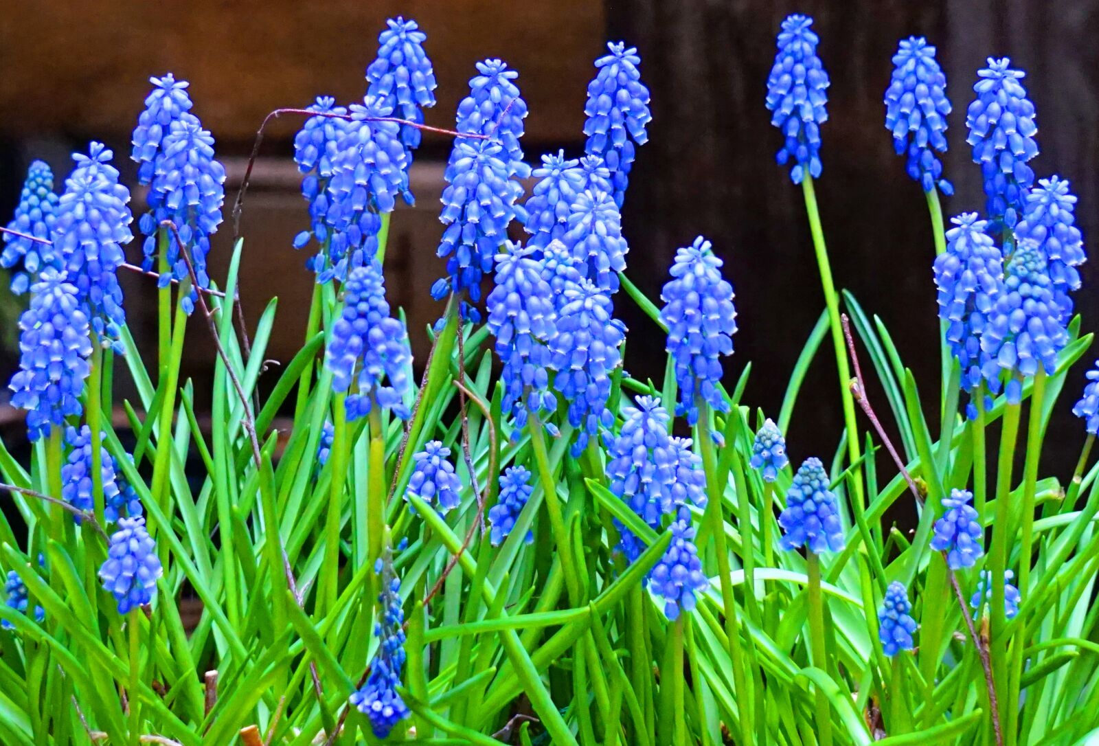 Sony Alpha a5000 (ILCE 5000) + Sony E 55-210mm F4.5-6.3 OSS sample photo. Muscari, blue, flower photography