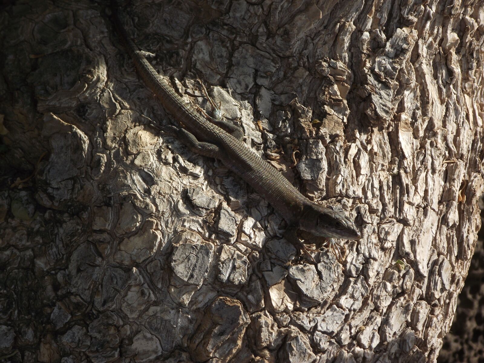 Fujifilm FinePix S1700 sample photo. Lizard, tree, reptile photography