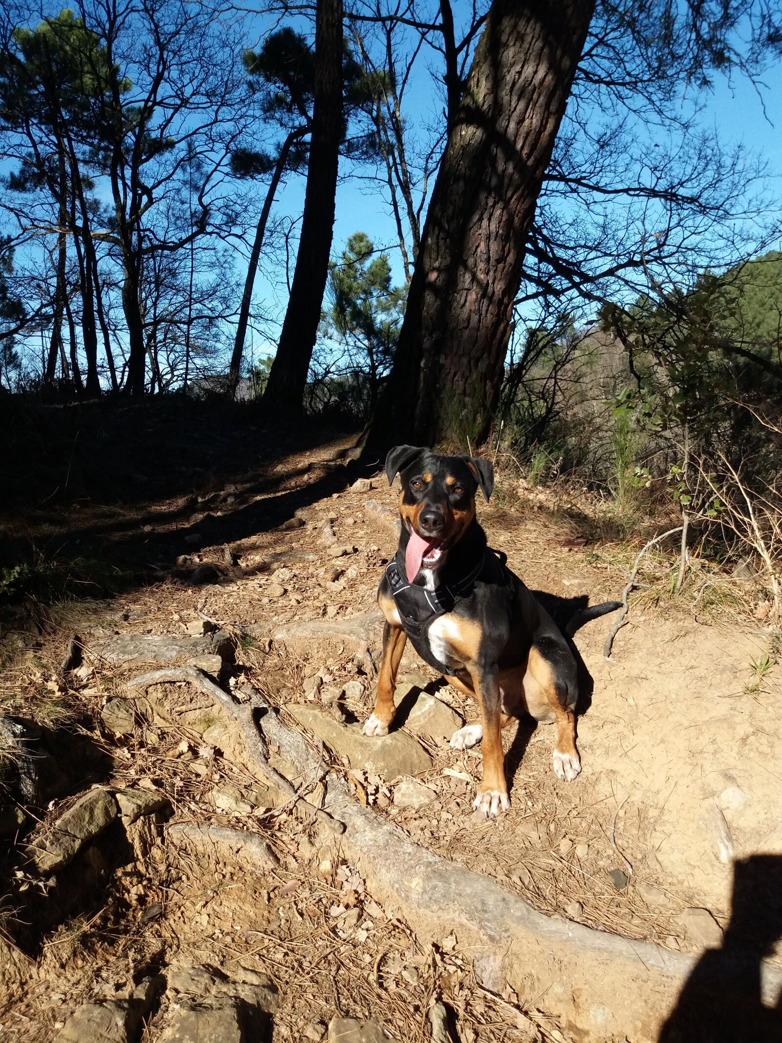 Samsung Galaxy J5(2016) sample photo. Dog, happiness, promenade photography