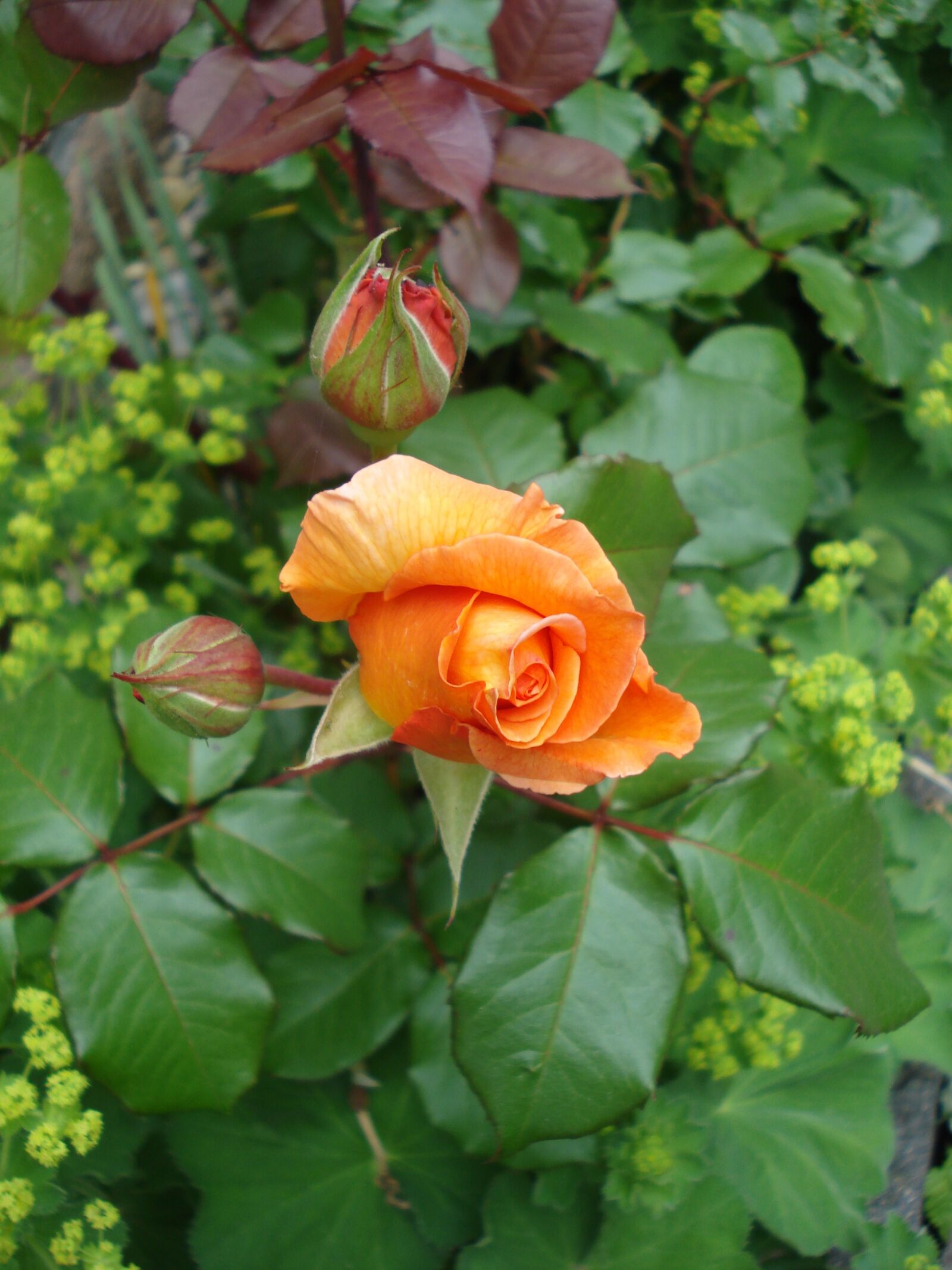 Sony DSC-W55 sample photo. Flowers, rose, garden photography