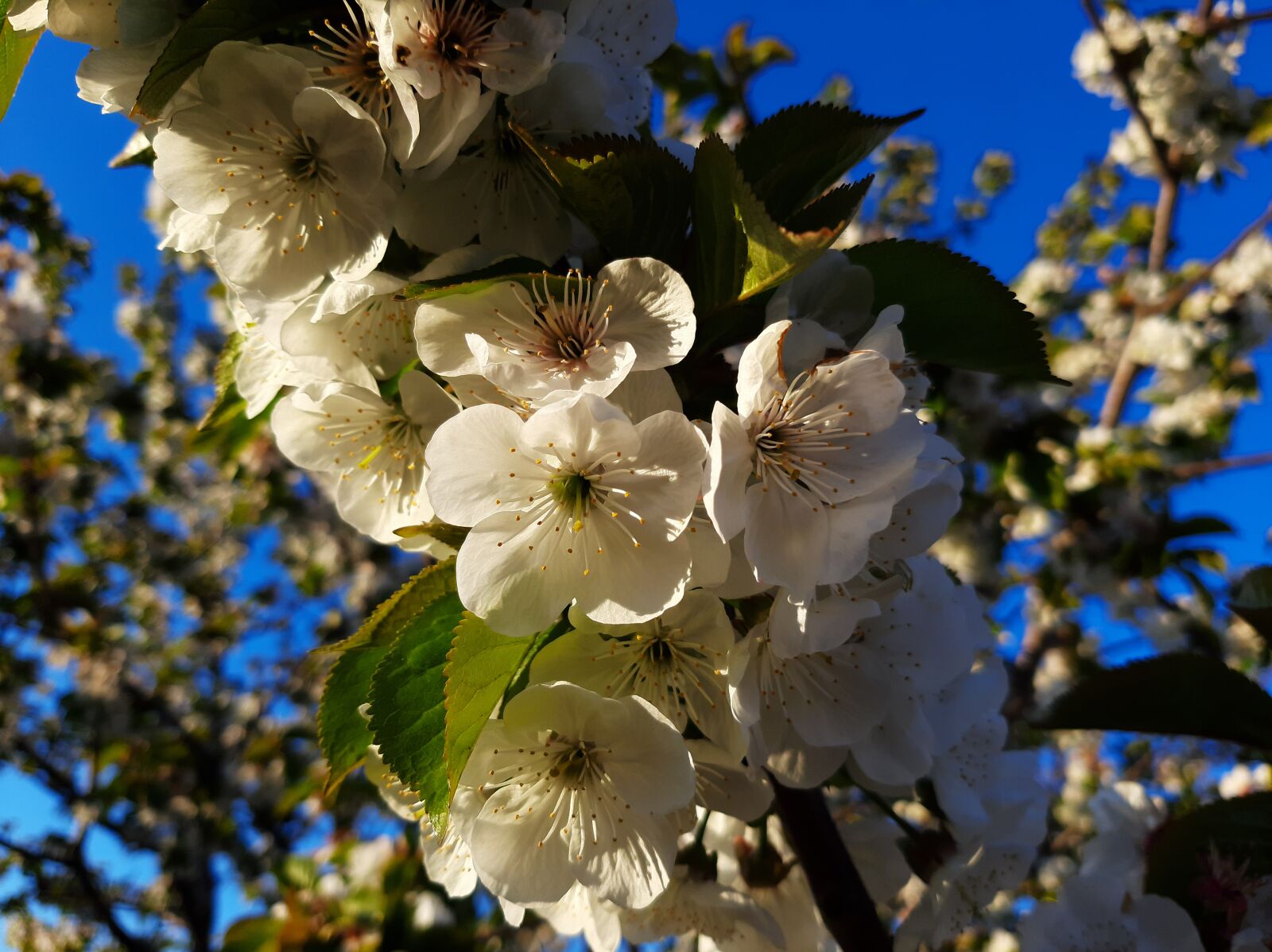 Samsung Galaxy A50 sample photo. Spring, nature, flowers photography