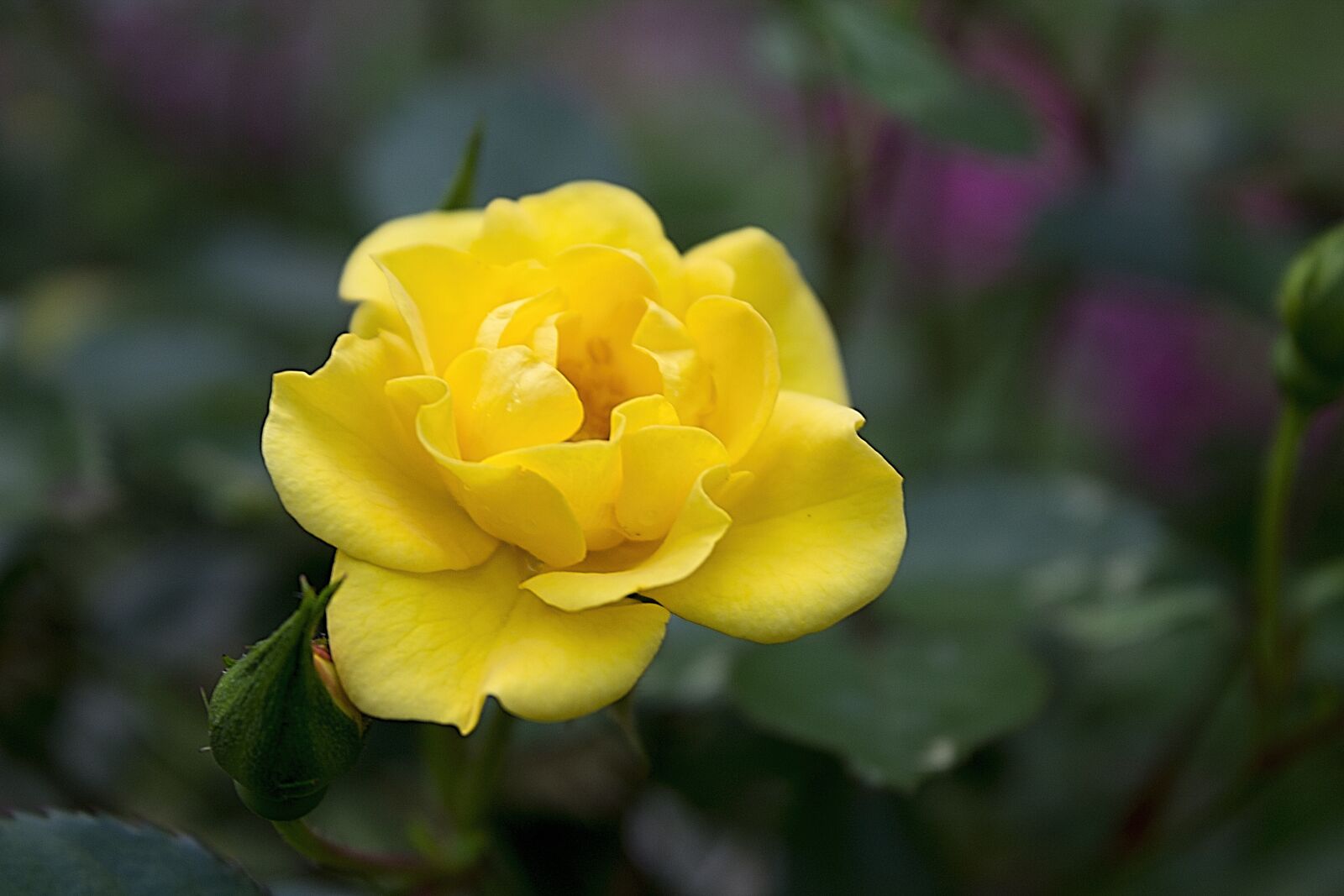 Canon EOS 1100D (EOS Rebel T3 / EOS Kiss X50) sample photo. Yellow, rose, yellow rose photography